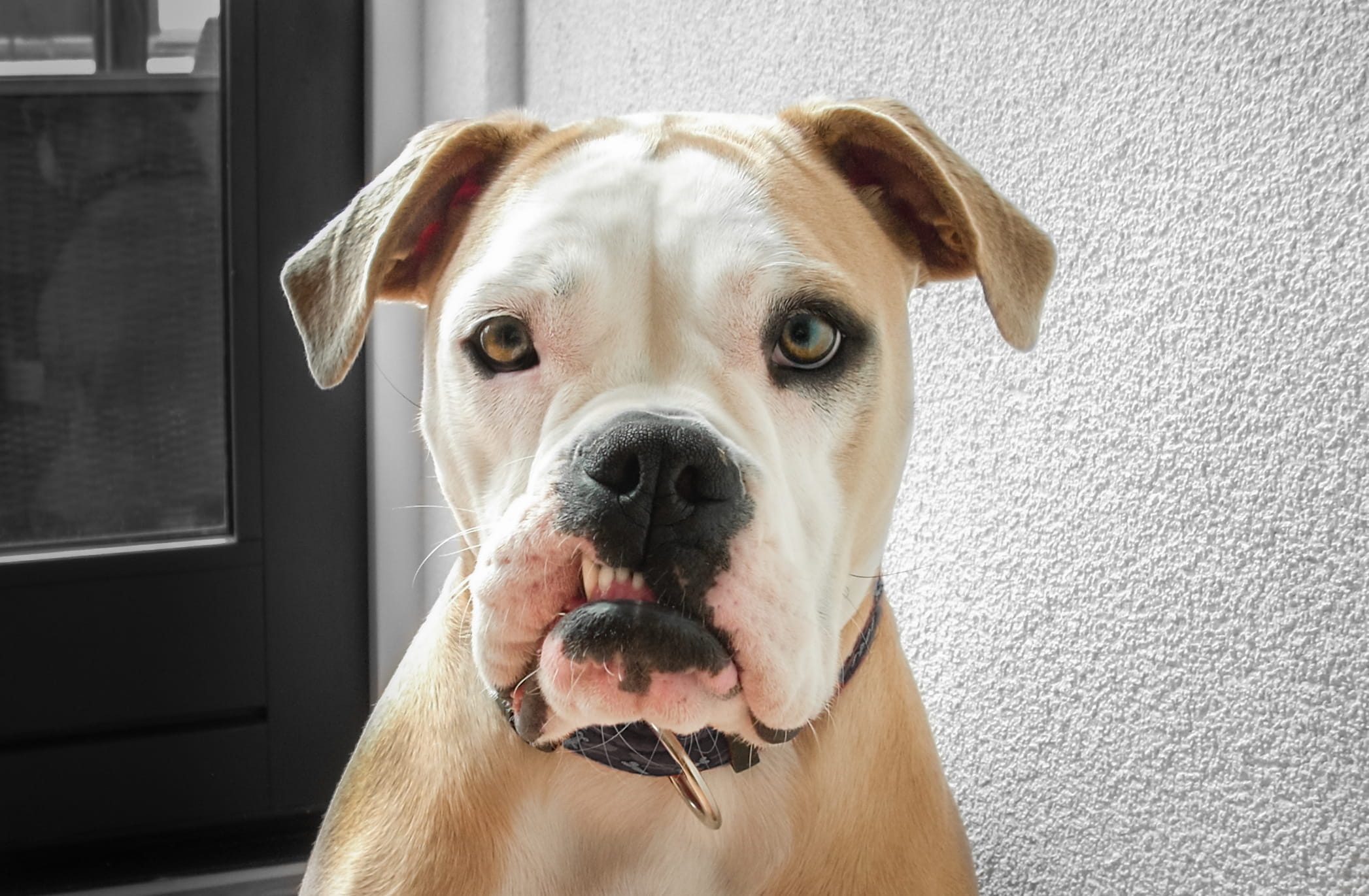 no people, one animal, animal themes, fur, wall, pedigree, color, canine, pet collar, looking, indoors, pet, domestic animals, bulldog, american, photo, HD Wallpaper