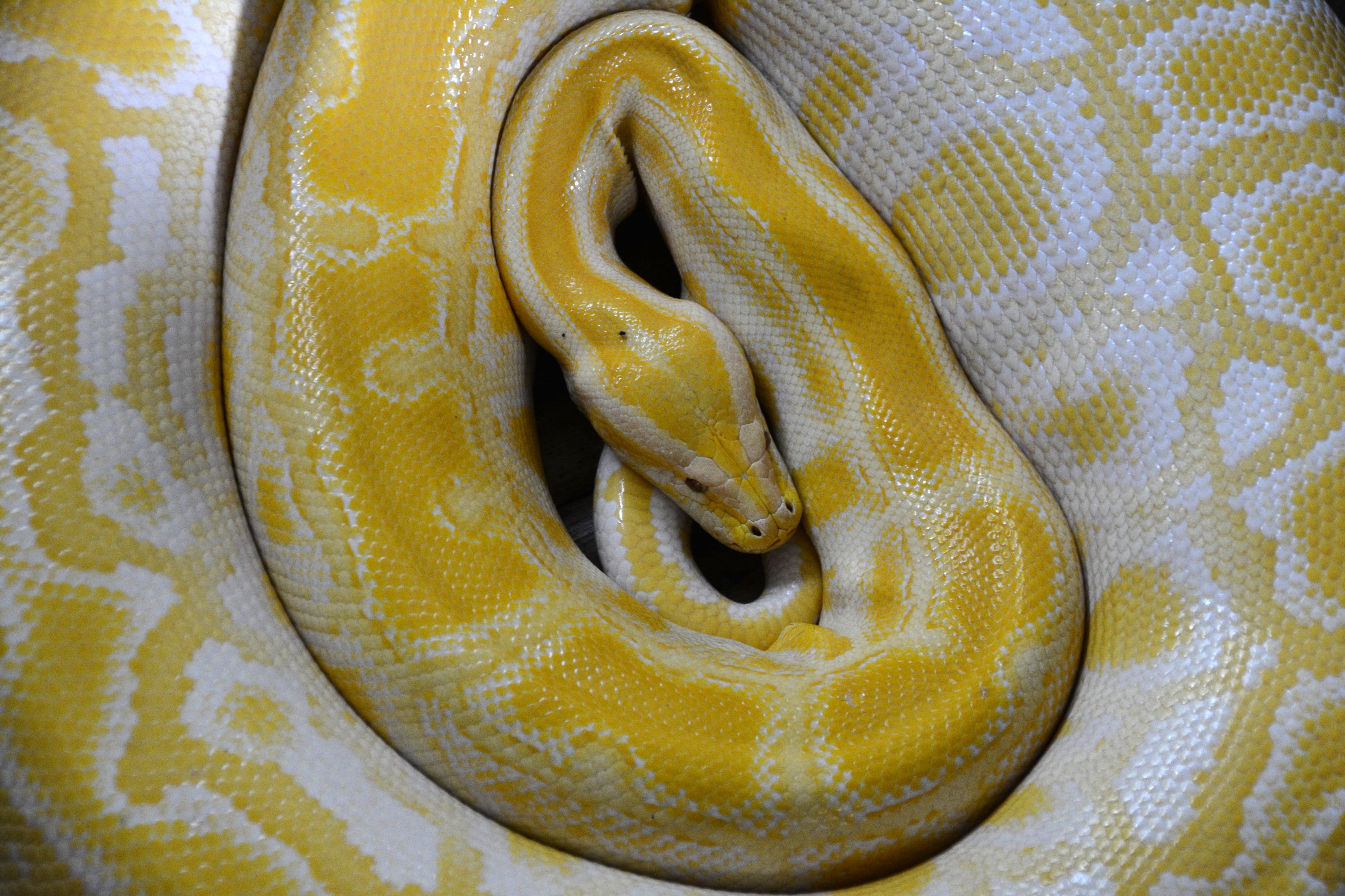 curled up, snake, animal, yellow, no people, full frame, animal head, white, close-up, snakehead, backgrounds, constrictor, animal themes, 5K, vertebrate, HD Wallpaper