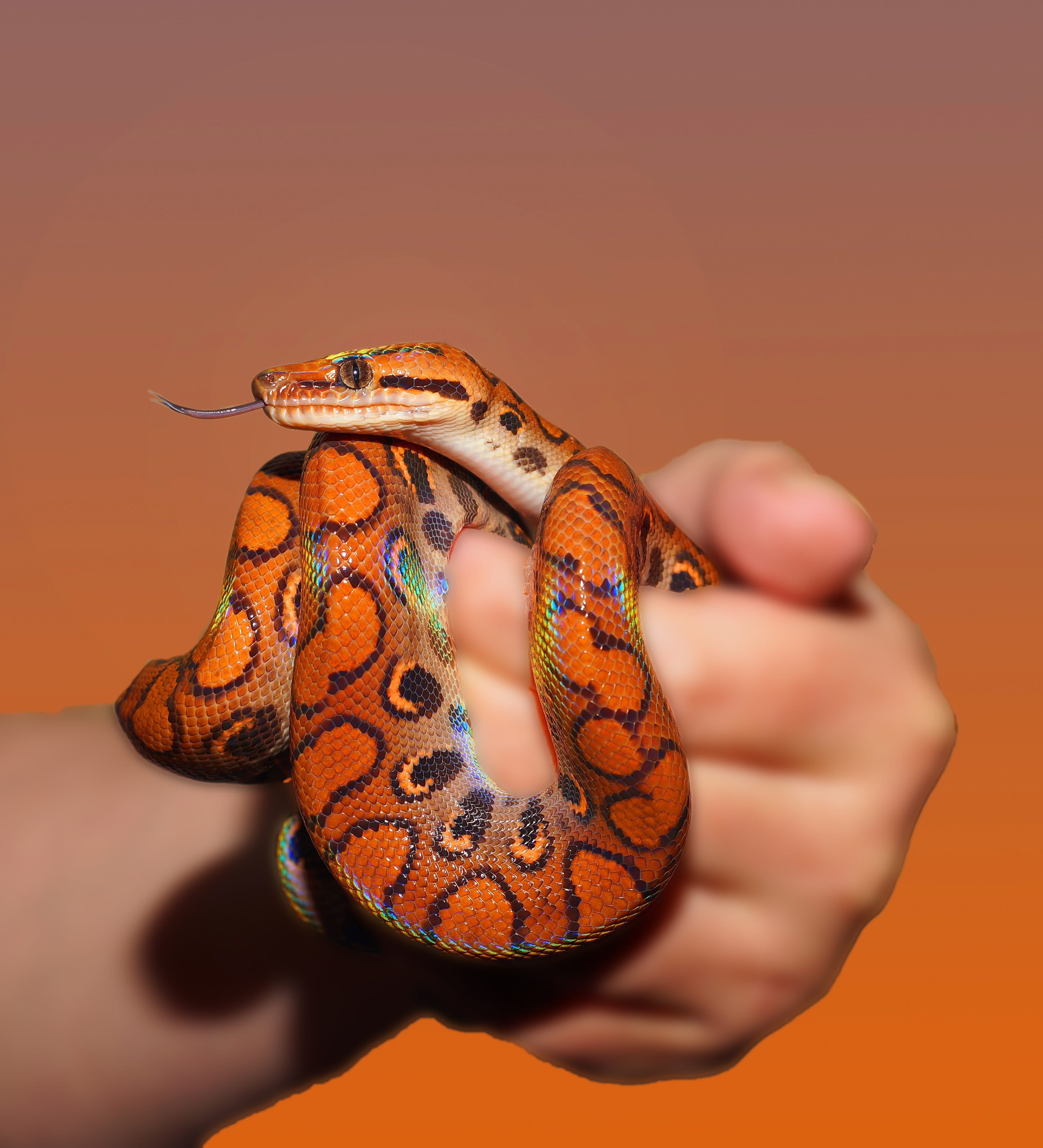 one person, close-up, beautiful, body part, human body part, animal themes, iridescent, Reptile, security, real people, holding, vertebrate, animals in the wild, Phone HD Wallpaper