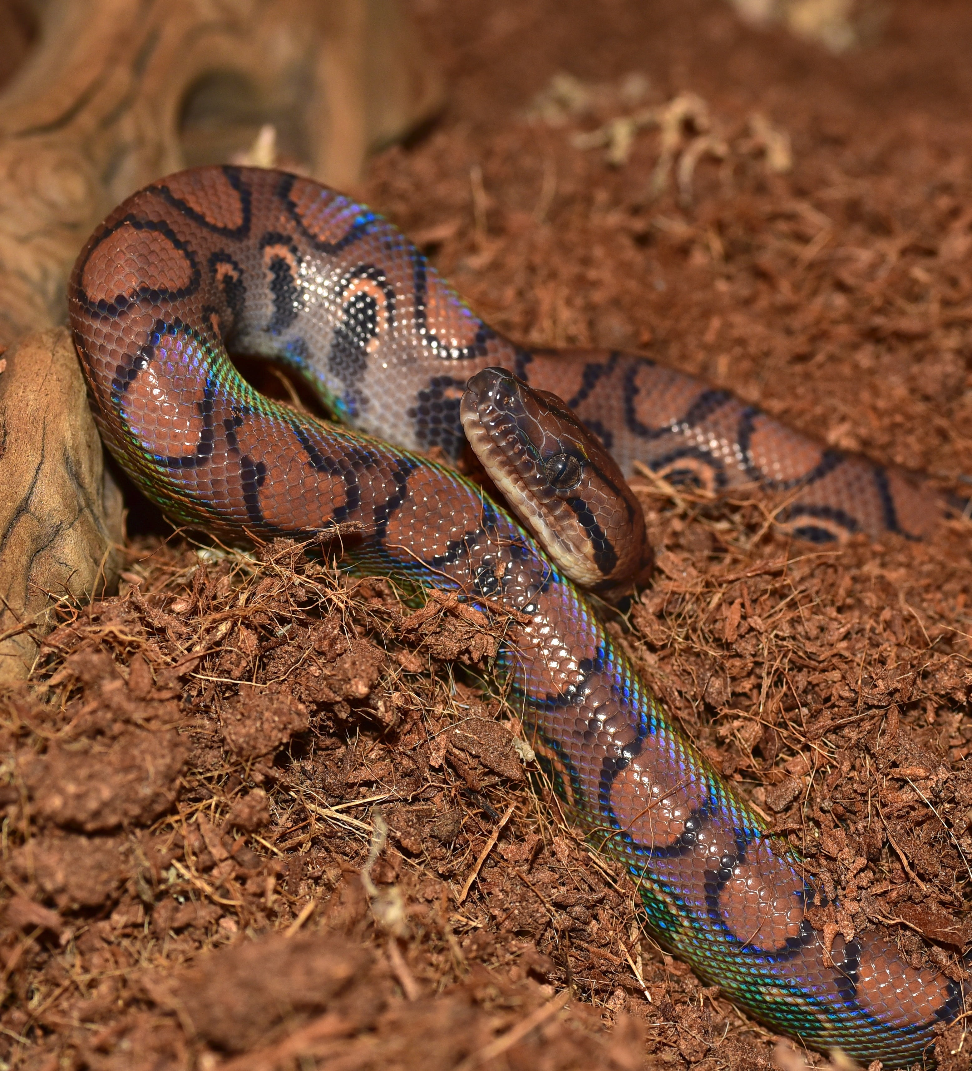 rainbow colors, animal eye, curious, carnivore, iridescent, elegant, brown, animal body part, colorful, constrictor, vertebrate, animal, epicrates cenchria cenchria, Phone HD Wallpaper