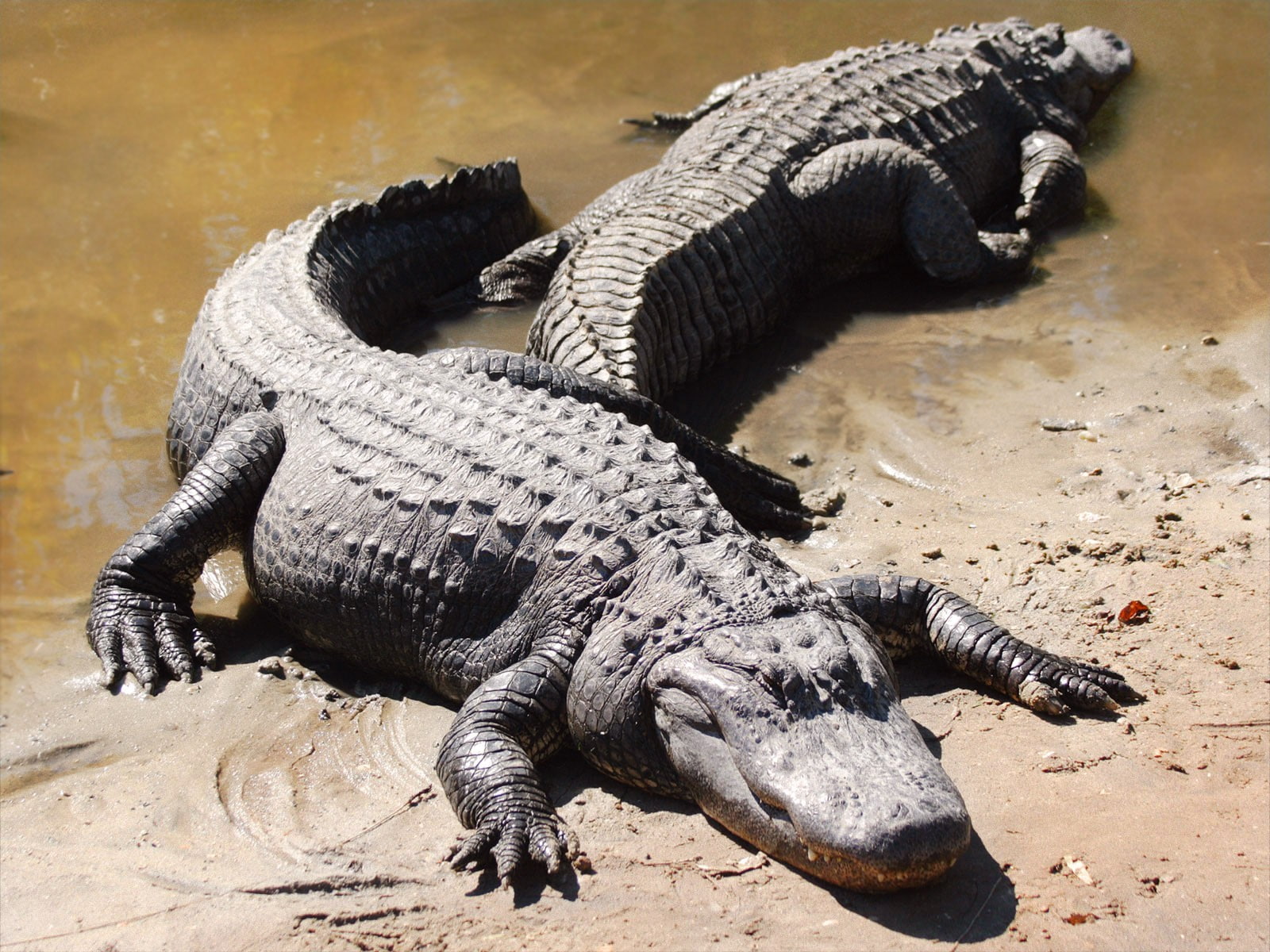 hd, alligators, crocodiles, black, 720P, two, animals, HD Wallpaper
