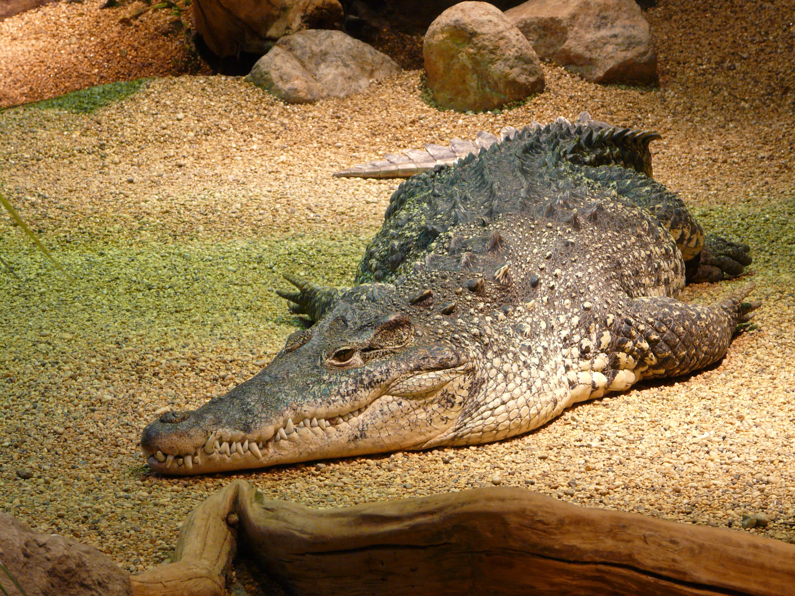 one animal, 2K, sunlight, animal wildlife, animal themes, no people, brown, animals in the wild, reptile, land, salt, water, zoo, animal head, animal body part, HD Wallpaper