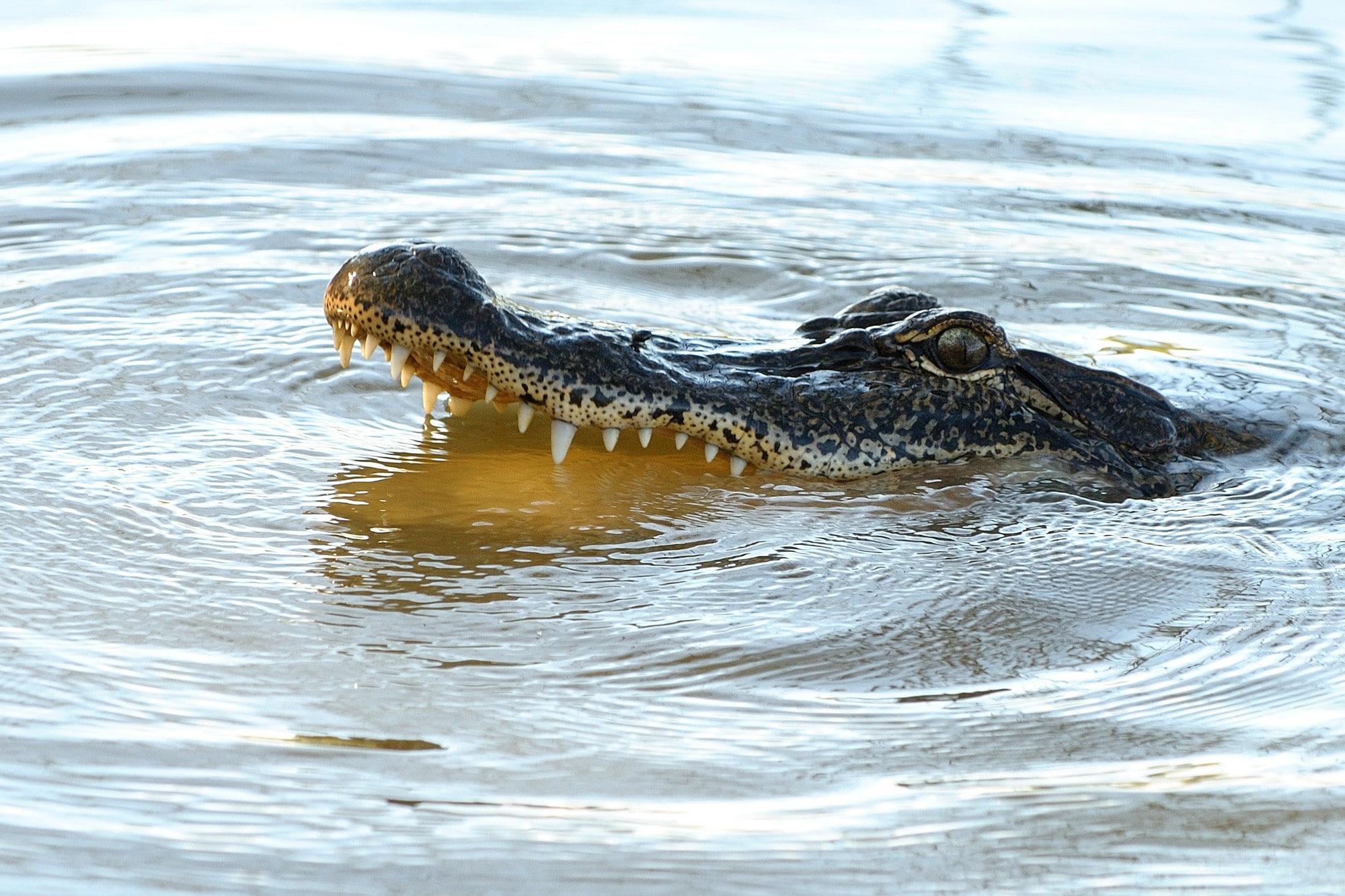 animals in the wild, animal themes, rippled, stealth, animal head, water, reptile, animals, alligators, hunting, 1080P, reptiles, no people, animal body part, HD Wallpaper