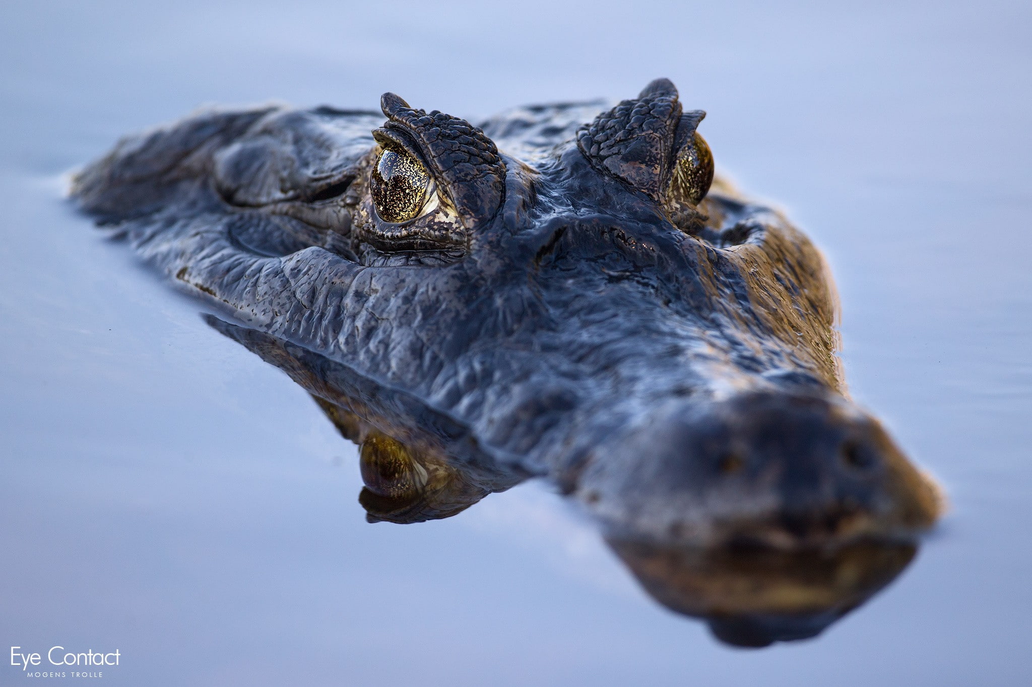 water, animal wildlife, no people, 1080P, photography, animal themes, animal head, animal, animals in the wild, one animal, close-up, animals, crocodile, HD Wallpaper