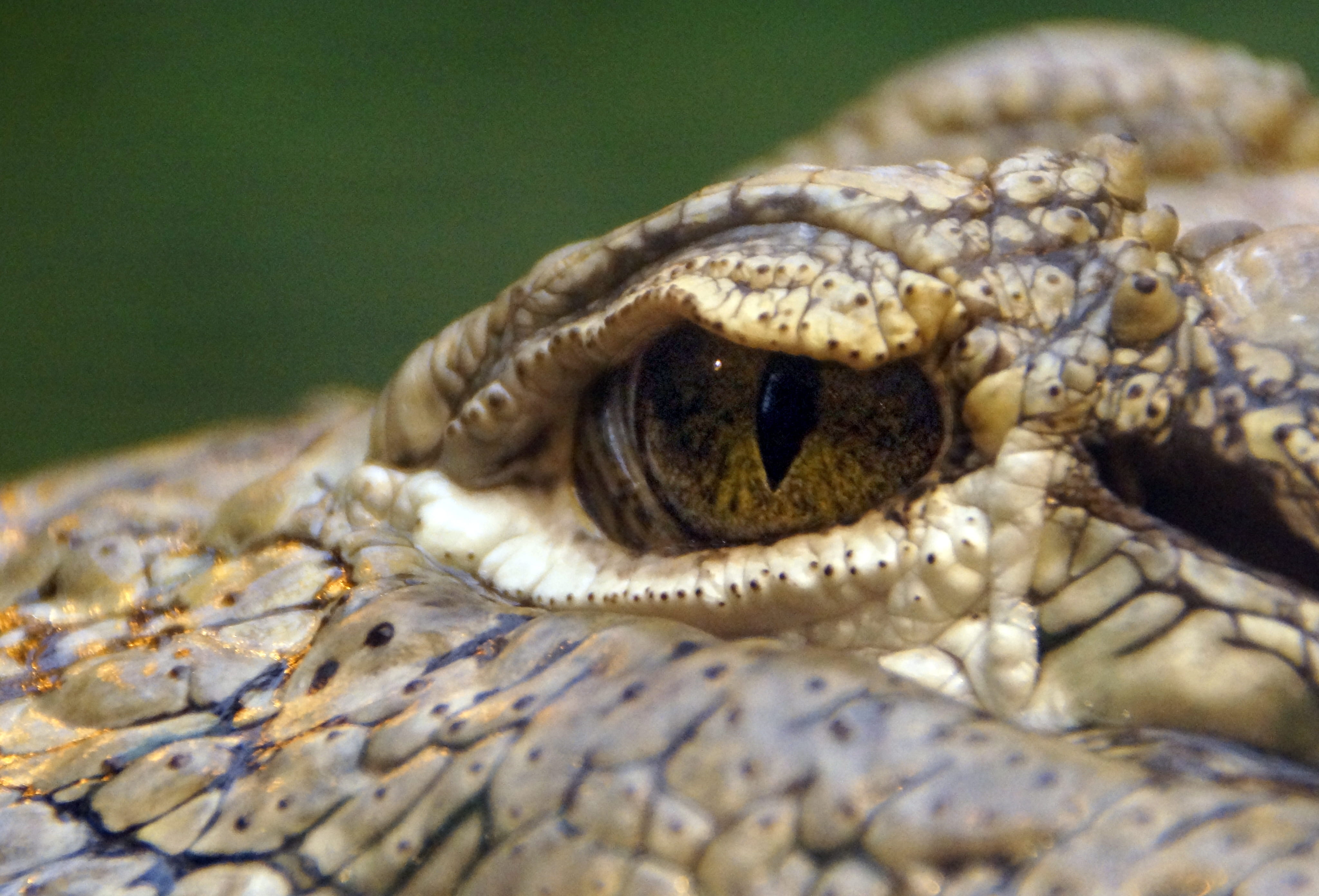 animal photography, Crocodile, body part, sign, vertebrate, animal body part, portrait, shot, 4K, surface level, wildlife, close-up, macro, nature, animals in the wild, HD Wallpaper
