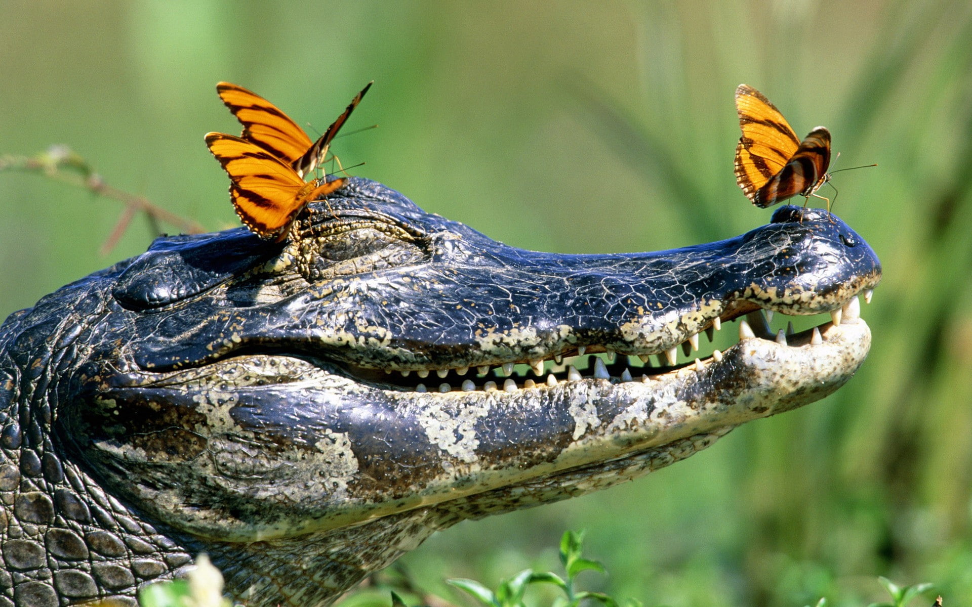 communication, close-up, profile view, sign, one animal, nature, alligator, warning sign, animal body part, butterfly, animal head, focus on foreground, HD Wallpaper