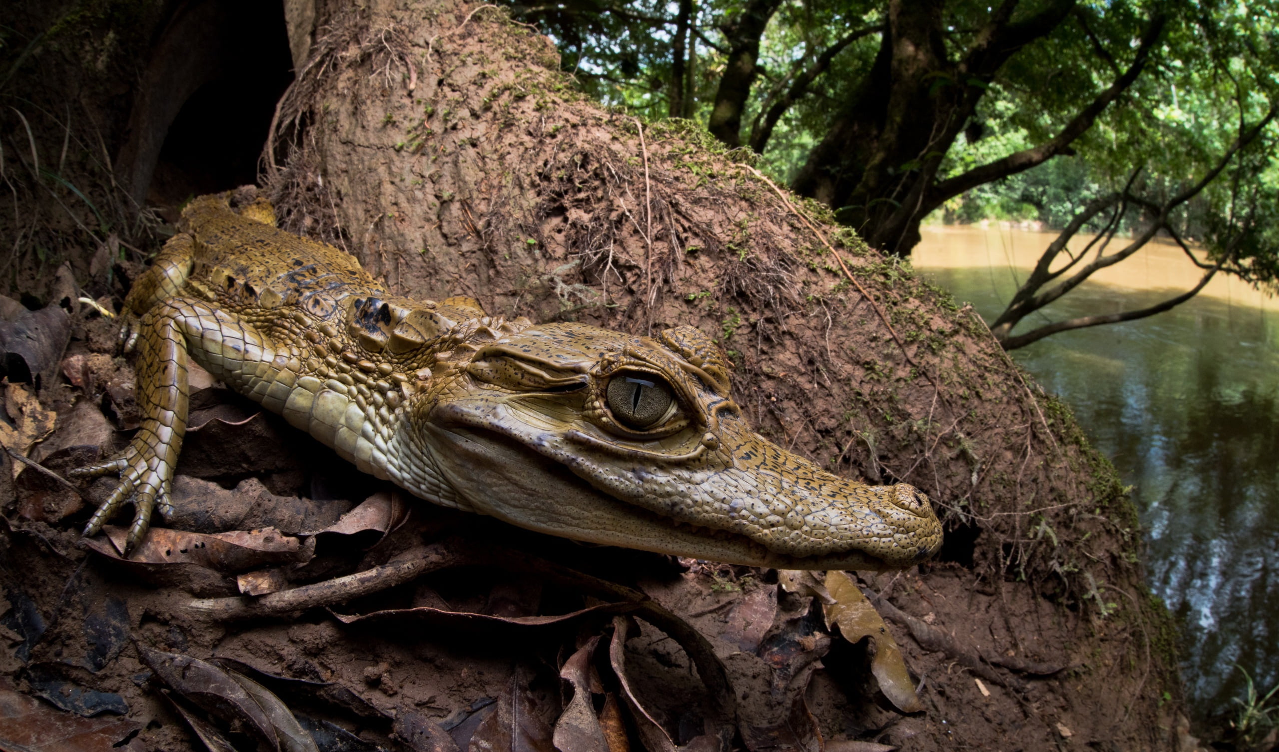 animal head, vertebrate, animals in the wild, crocodile, no people, water, animals, animal, tree, animal scale, trunk, reptile, close-up, plant, animal wildlife, HD Wallpaper