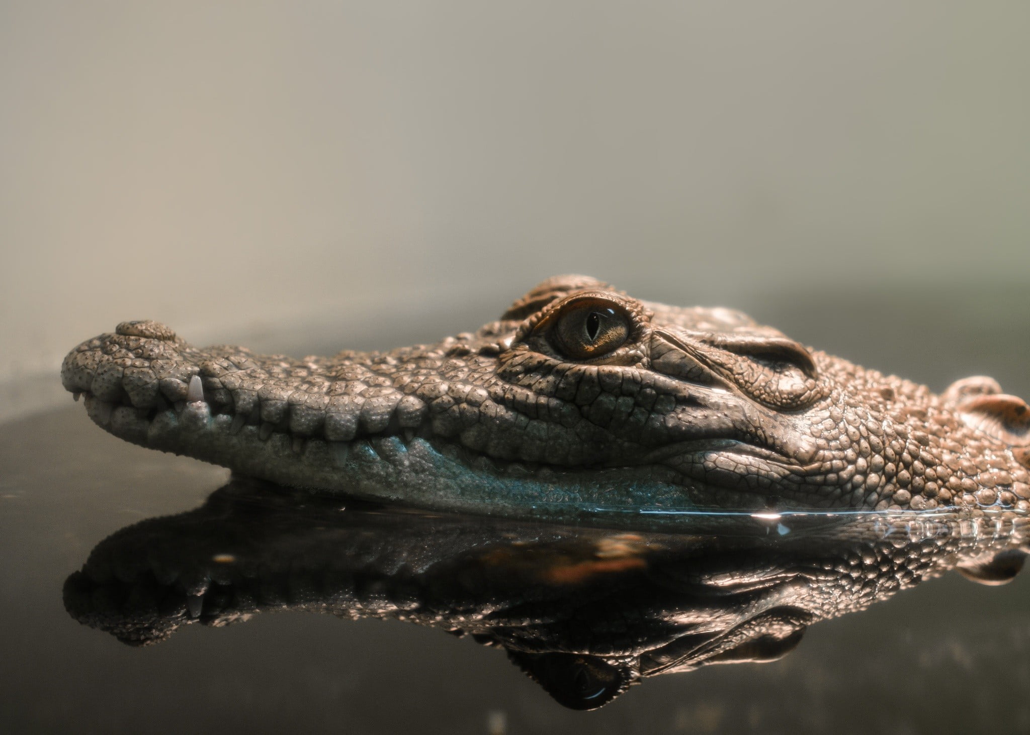 reflection, lizard, copy space, animal head, studio shot, animal eye, vertebrate, reptiles, animal wildlife, one animal, iguana, crocodiles, reptile, side view, HD Wallpaper