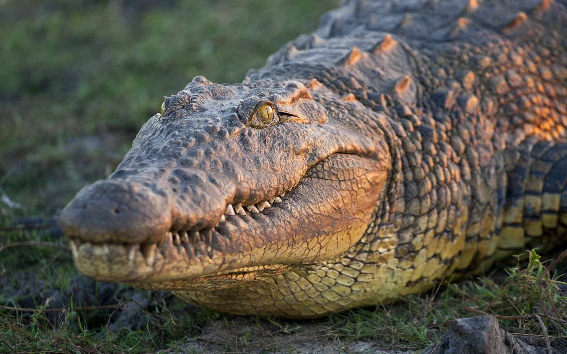 nature, wildlife, crocodiles, animals, 1080P, HD Wallpaper