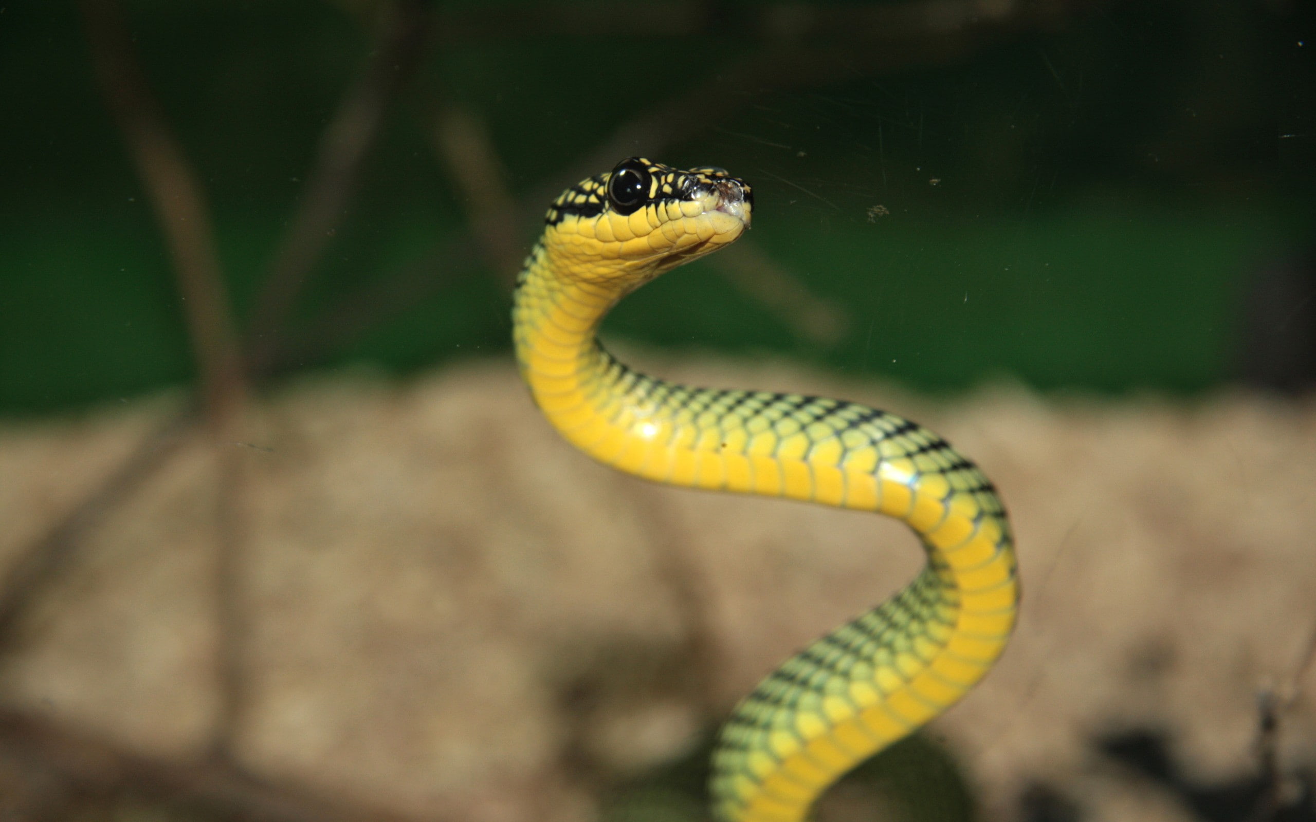 yellow, day, animal head, poisonous, warning sign, swimming, close-up, nature, focus on foreground, communication, reptiles, reptile, one animal, no people, HD Wallpaper