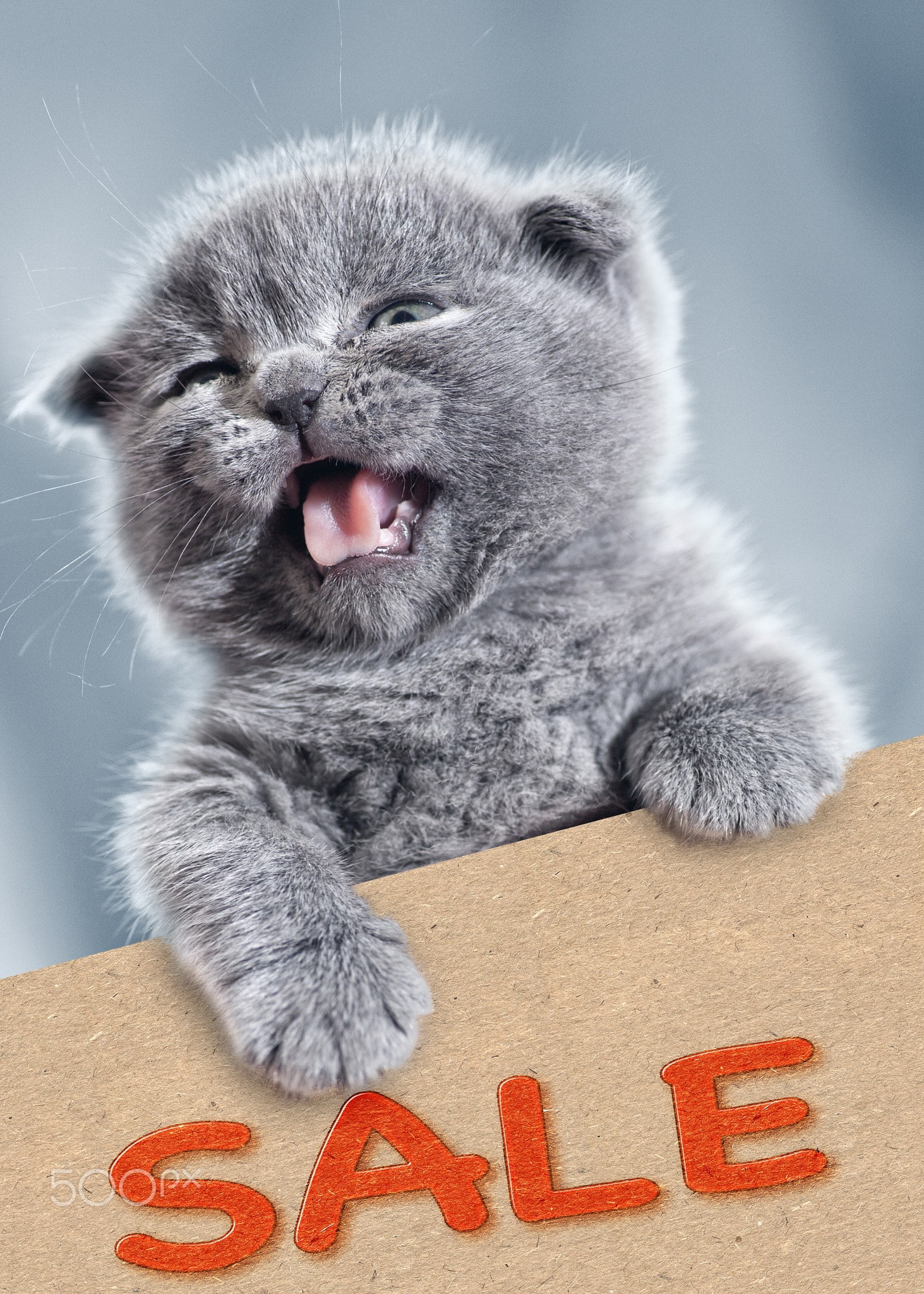 communication, animal themes, one animal, animals, animal mouth, mouth open, yawning, facial expression, sign, cute, no people, animal wildlife, domestic animals, Phone HD Wallpaper