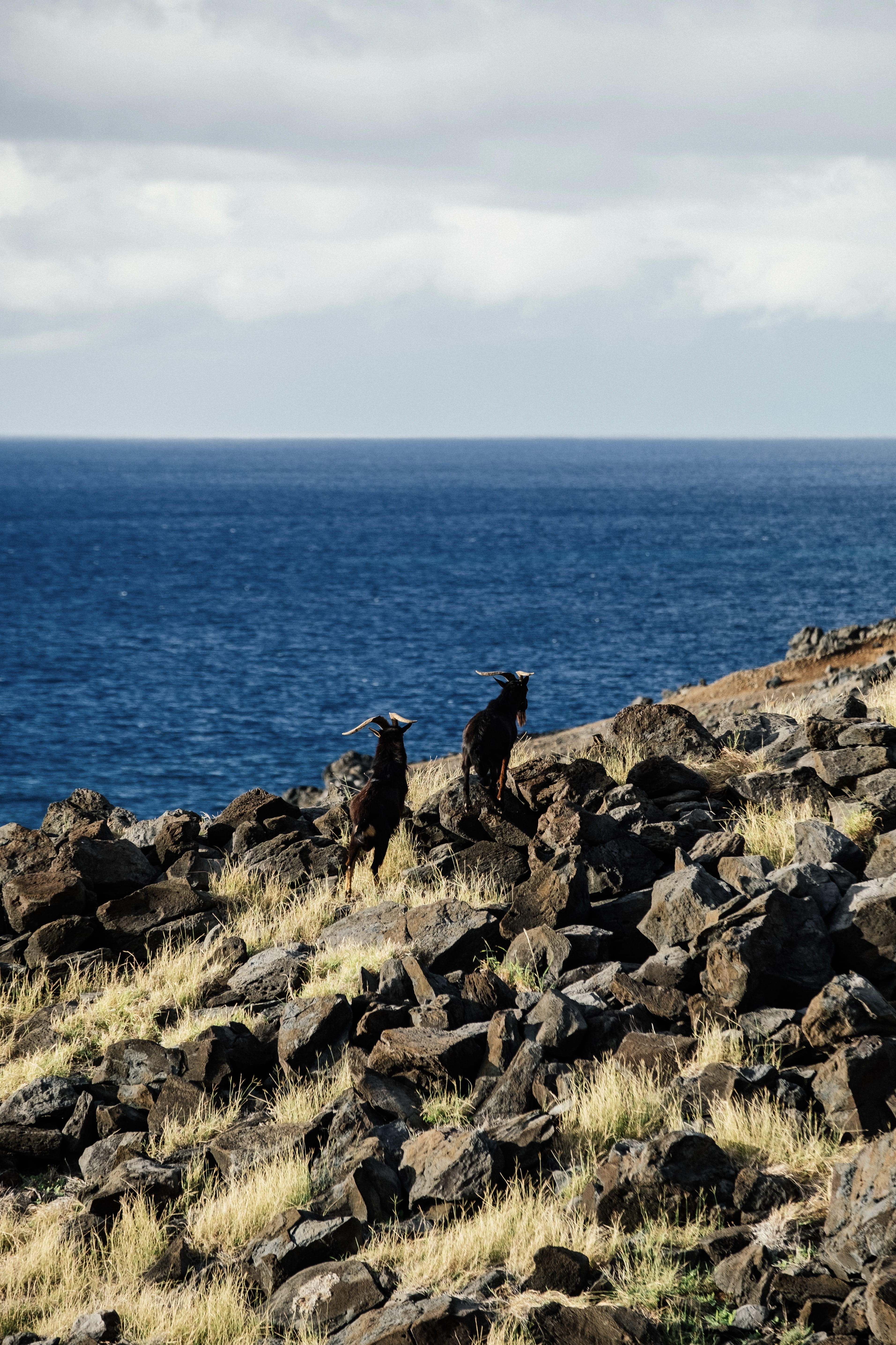 landscape, lava rock, ocean, maui county, mammal, maui, sea, land, pets, 5K, never stop exploring, fujifilm, beauty in nature, cloud - sky, outdoors, blue, Phone HD Wallpaper