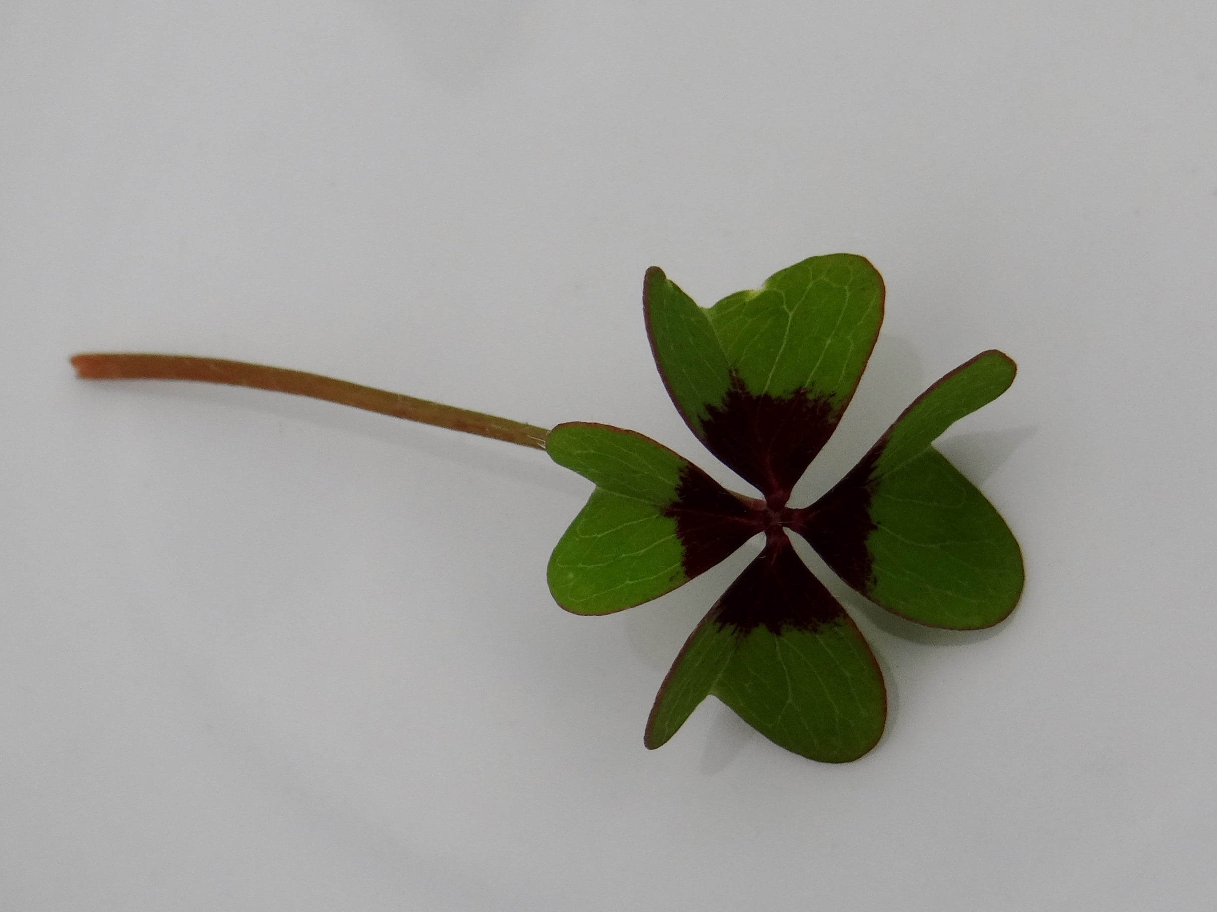 green, clover, indoors, nature, fragility, green color, plant part, directly above, freshness, vulnerability, flowering plant, flower head, 1080P, plant, HD Wallpaper