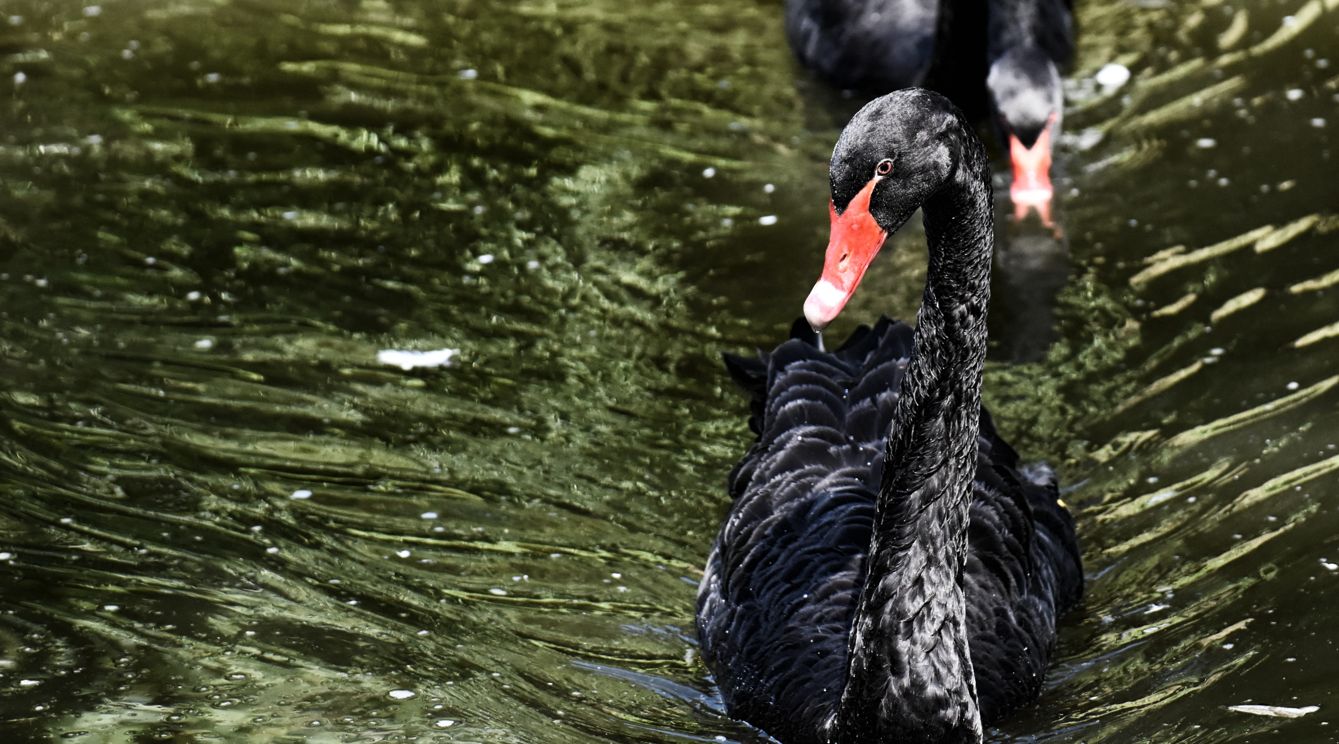 animal, animals in the wild, 4K, water, animal wildlife, nature, swimming, beak, water bird, black swan, red, no people, one animal, outdoors, swan, waters, HD Wallpaper