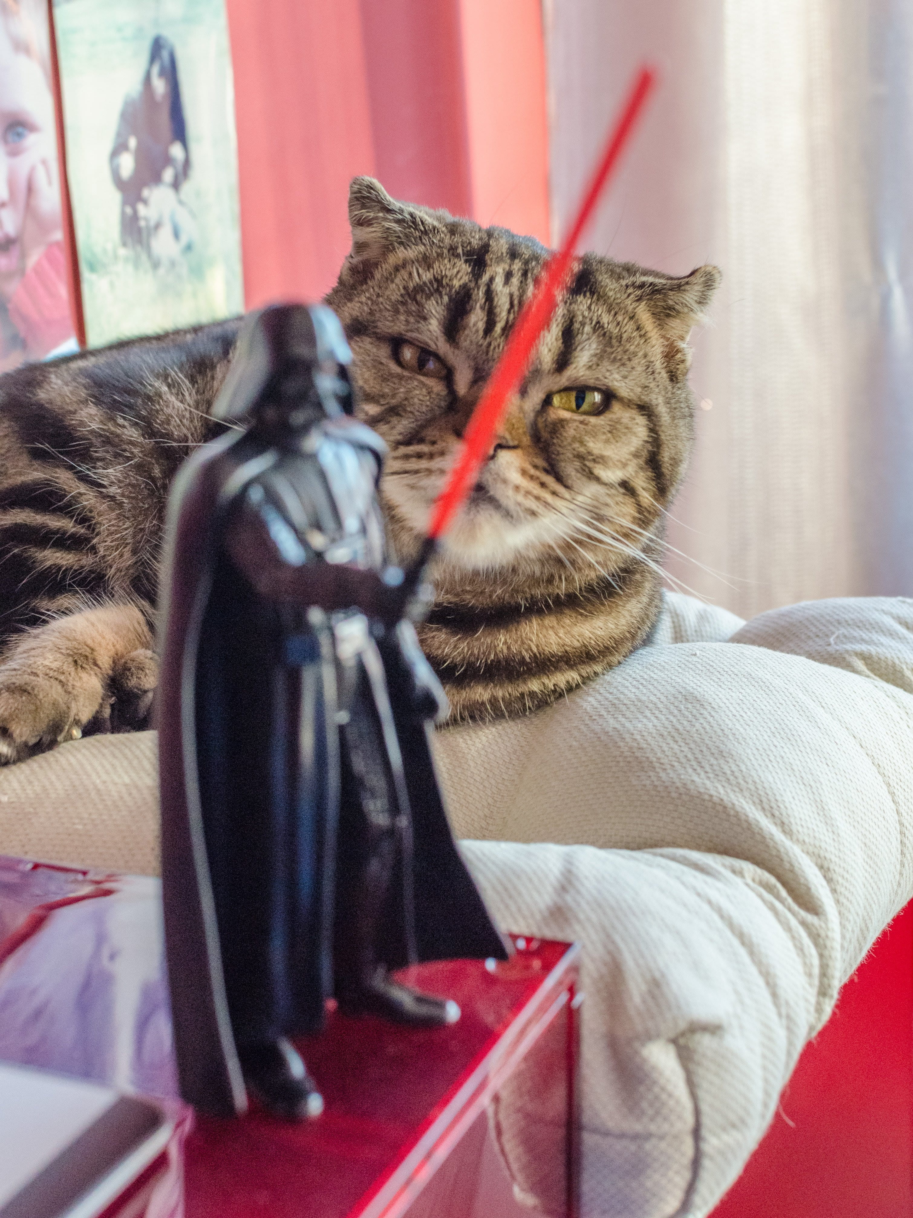 mammal, vertebrate, sitting, cute, close-up, skywalker, whisker, animal, furniture, domestic, domestic animals, animal head, home interior, kitty, star wars, Phone HD Wallpaper
