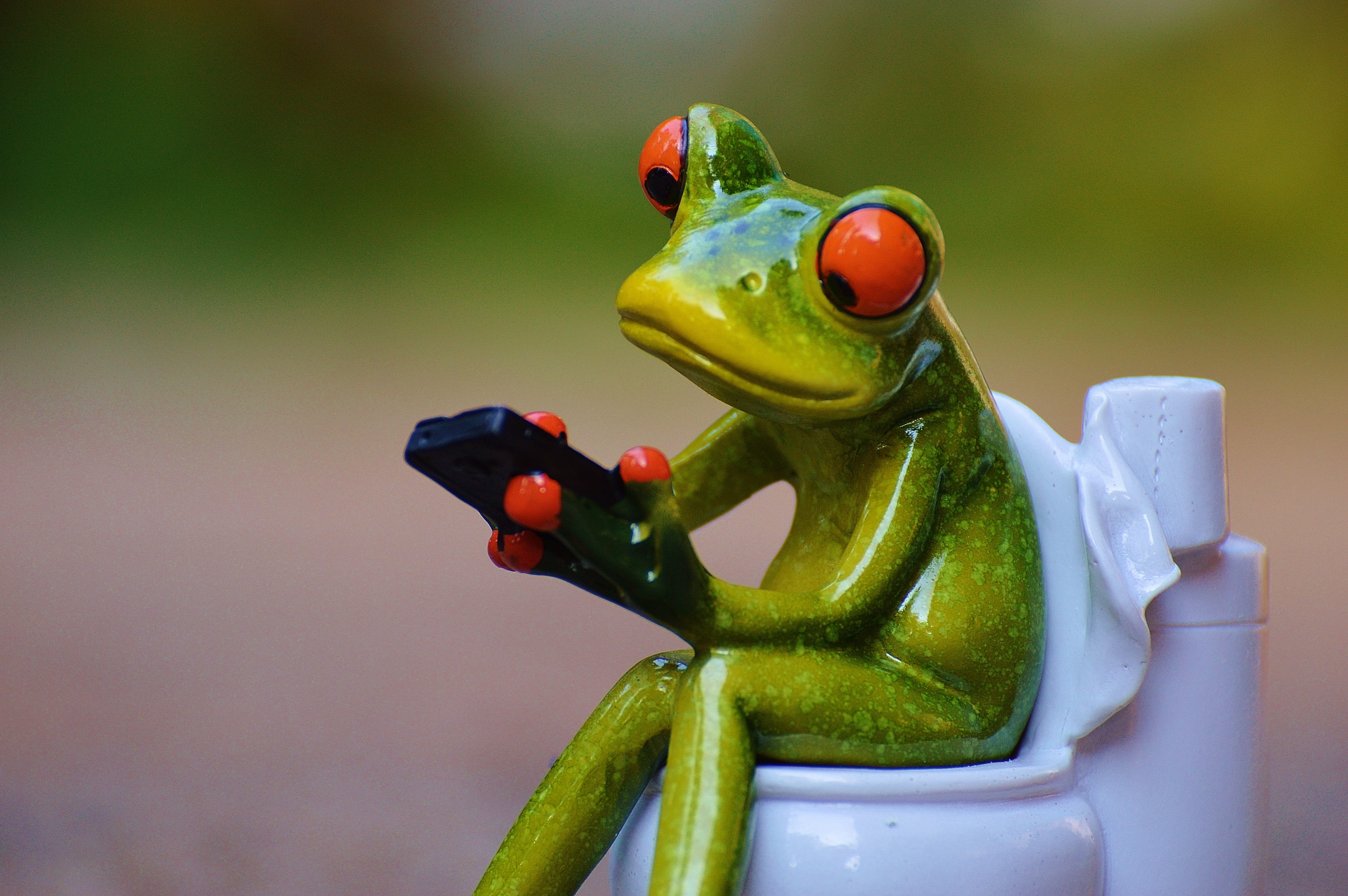 animals in the wild, cute, toilet, animal wildlife, funny, toy, nature, animal, 4K, figurine, food, food and drink, frog, representation, vertebrate, mobile phone, HD Wallpaper