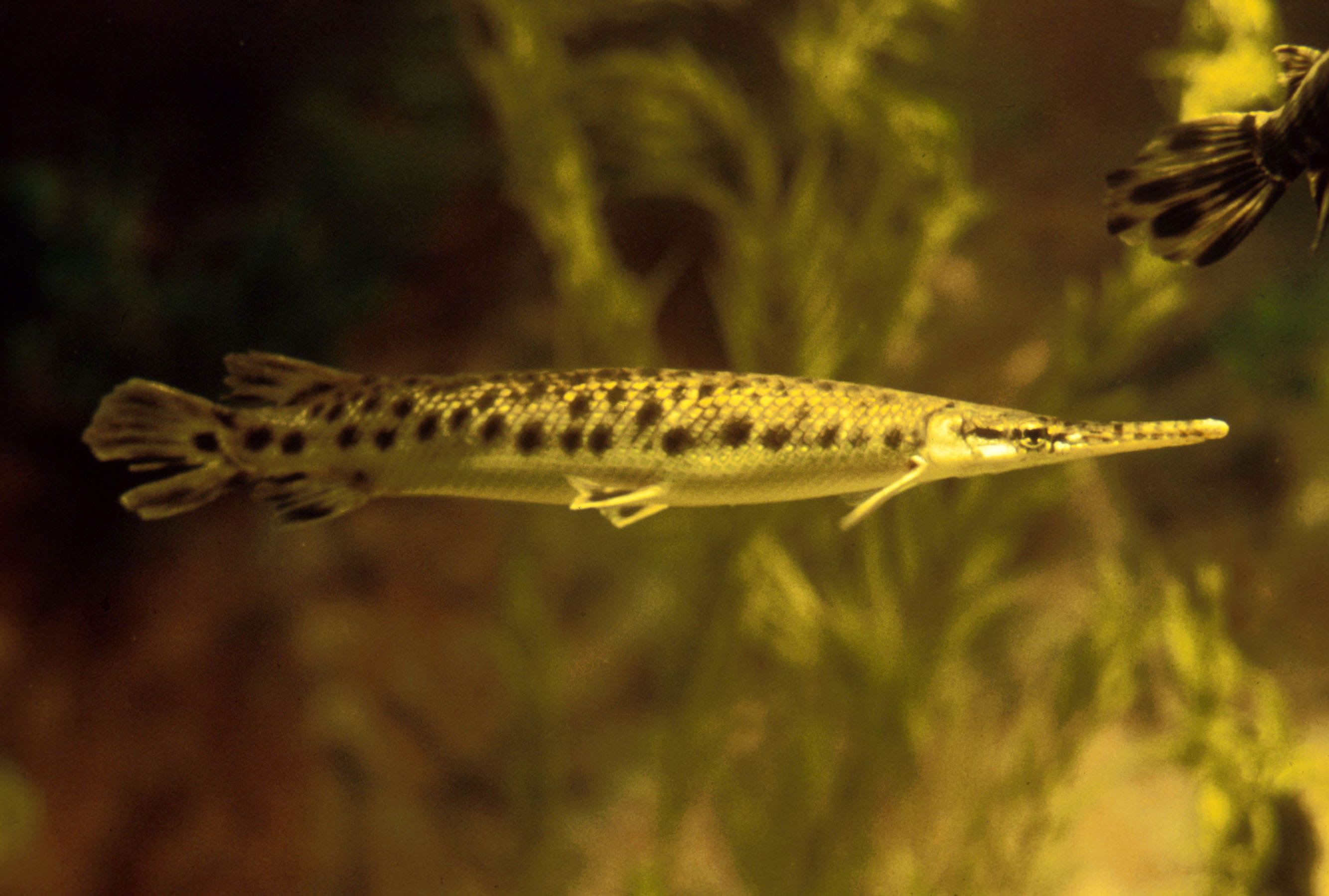 gar, 2K, underwater, one animal, fish, spotted, water, vertebrate, animals in the wild, wildlife, public domain, swimming, oculatus, marine, animal, no people, HD Wallpaper