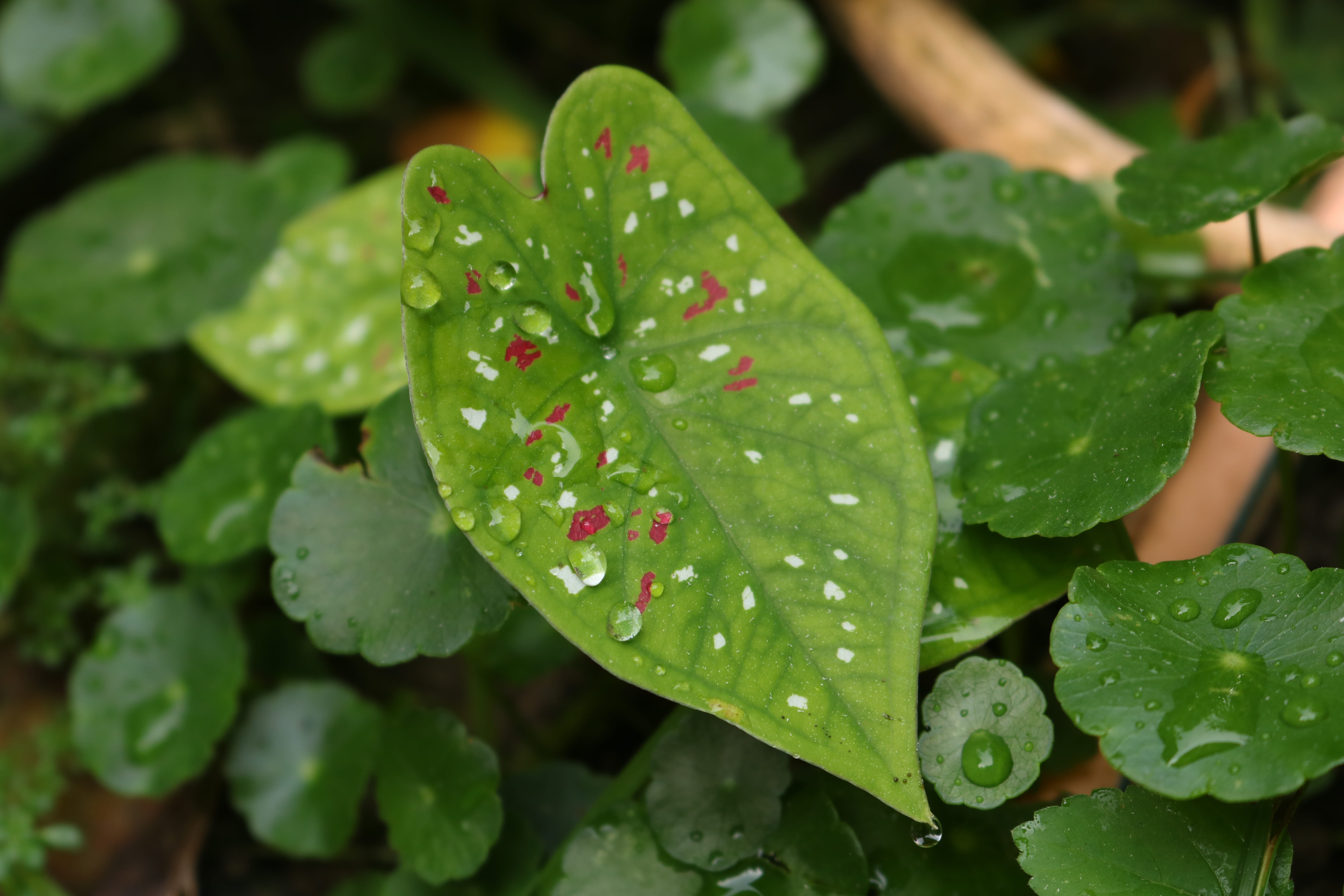 gar, freshness, beauty in nature, close-up, ecology, high angle view, floral, plant, 5K, water, green color, rainy season, dew, nature, drop, growth, leaves, HD Wallpaper