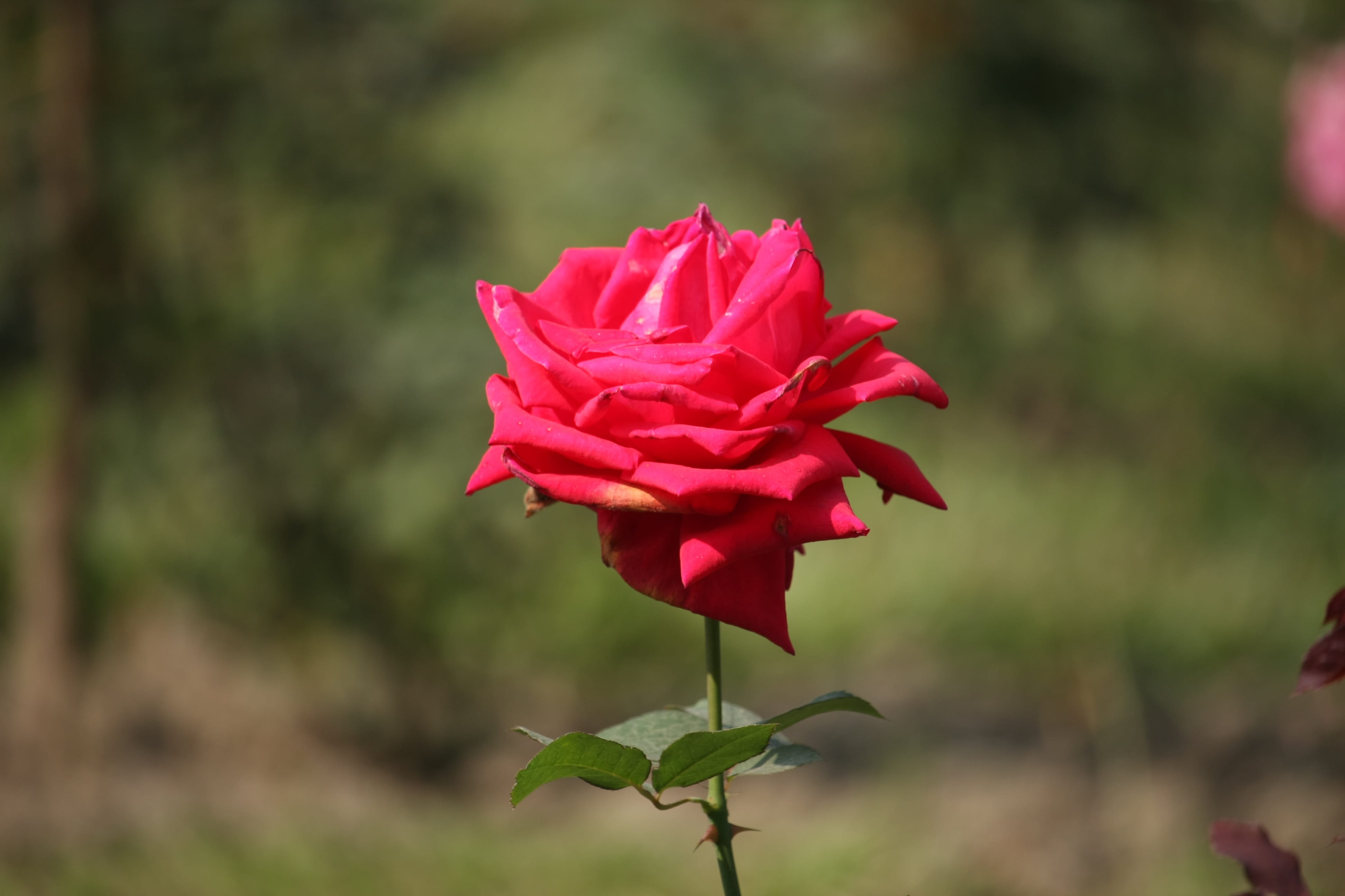 nature, romance, love, fragrance, focus on foreground, flower head, rose - flower, bloom, blossom, summer, flower, freshness, pink, 4K, petals, beauty in nature, HD Wallpaper