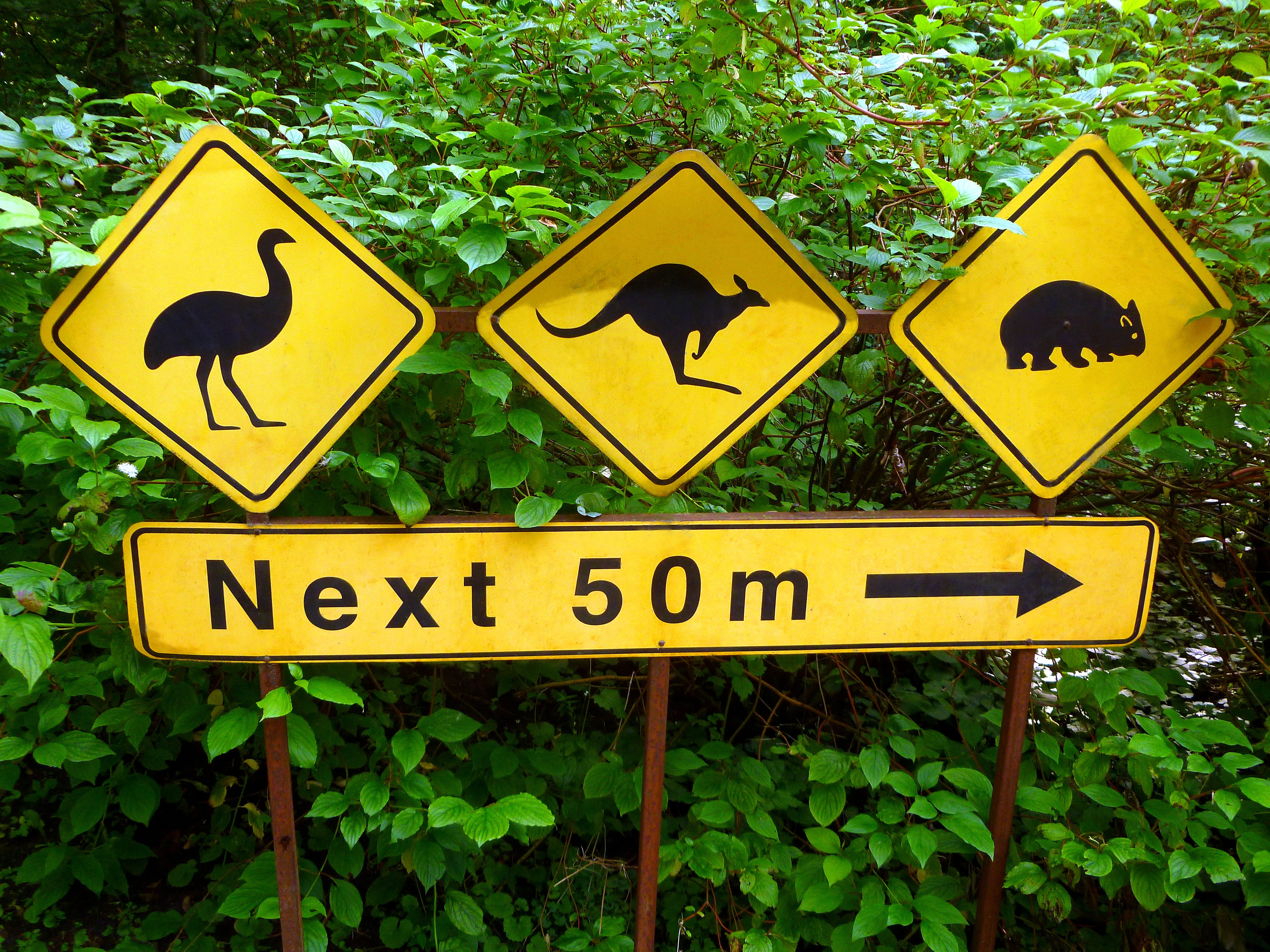 road, no people, information, direction, outdoors, green color, hinweisschilder, symbol, road sign, signs, marking, western script, information sign, animal, HD Wallpaper