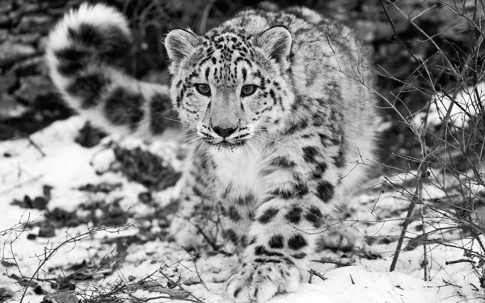 wilderness Area, animal wildlife, big Cat, snow, undomesticated Cat, safari Animals, lion - Feline, vertebrate, safari, feline, cat, selective focus, nature, HD Wallpaper
