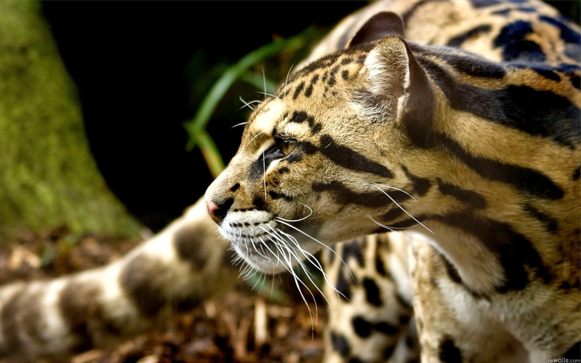 s, 1080P, Cheetah, Attention, HD Wallpaper