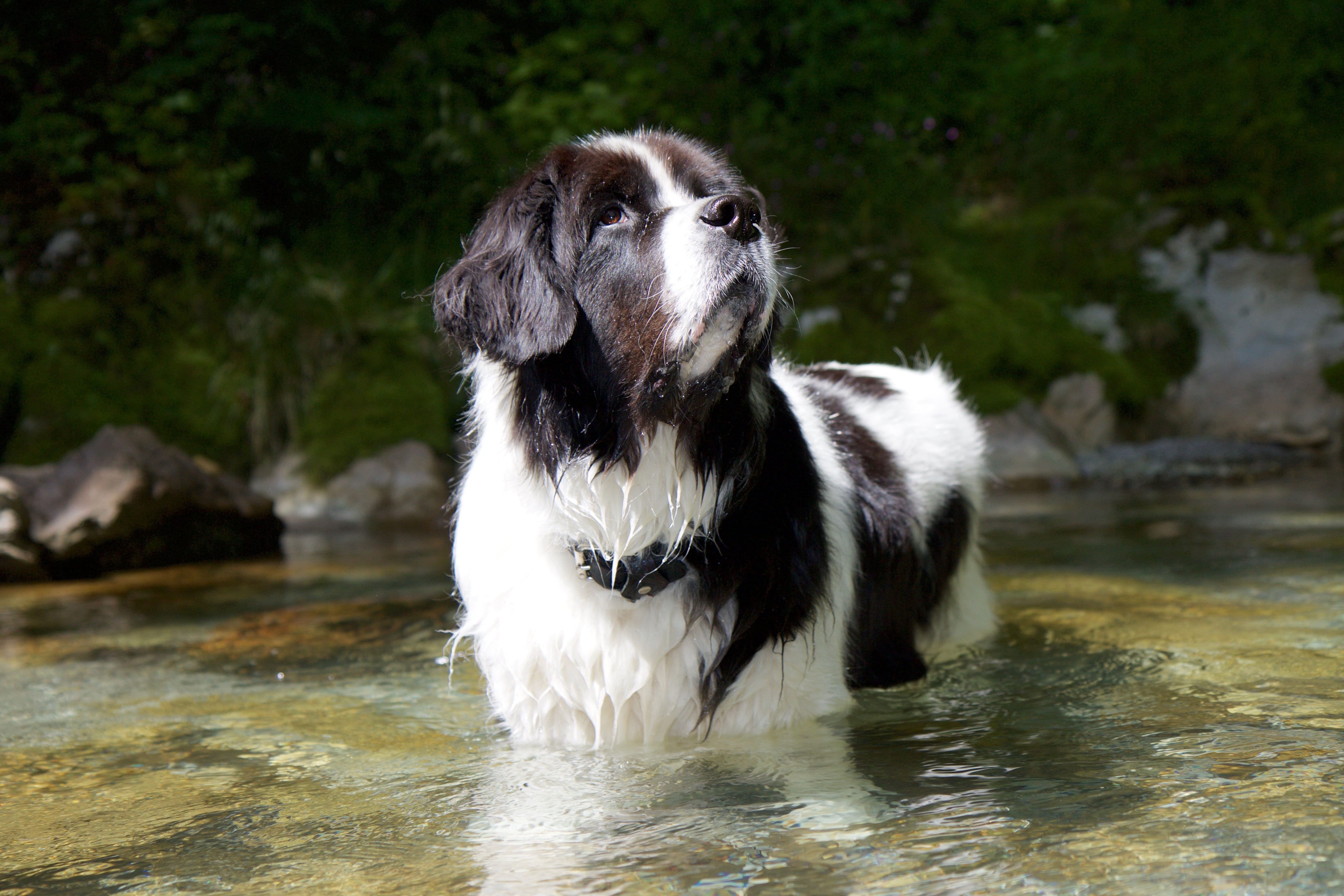 canine, one animal, mammal, nature, domestic animals, focus on foreground, day, water, pets, vertebrate, animal, dog, looking, attention, outdoors, 5K, HD Wallpaper