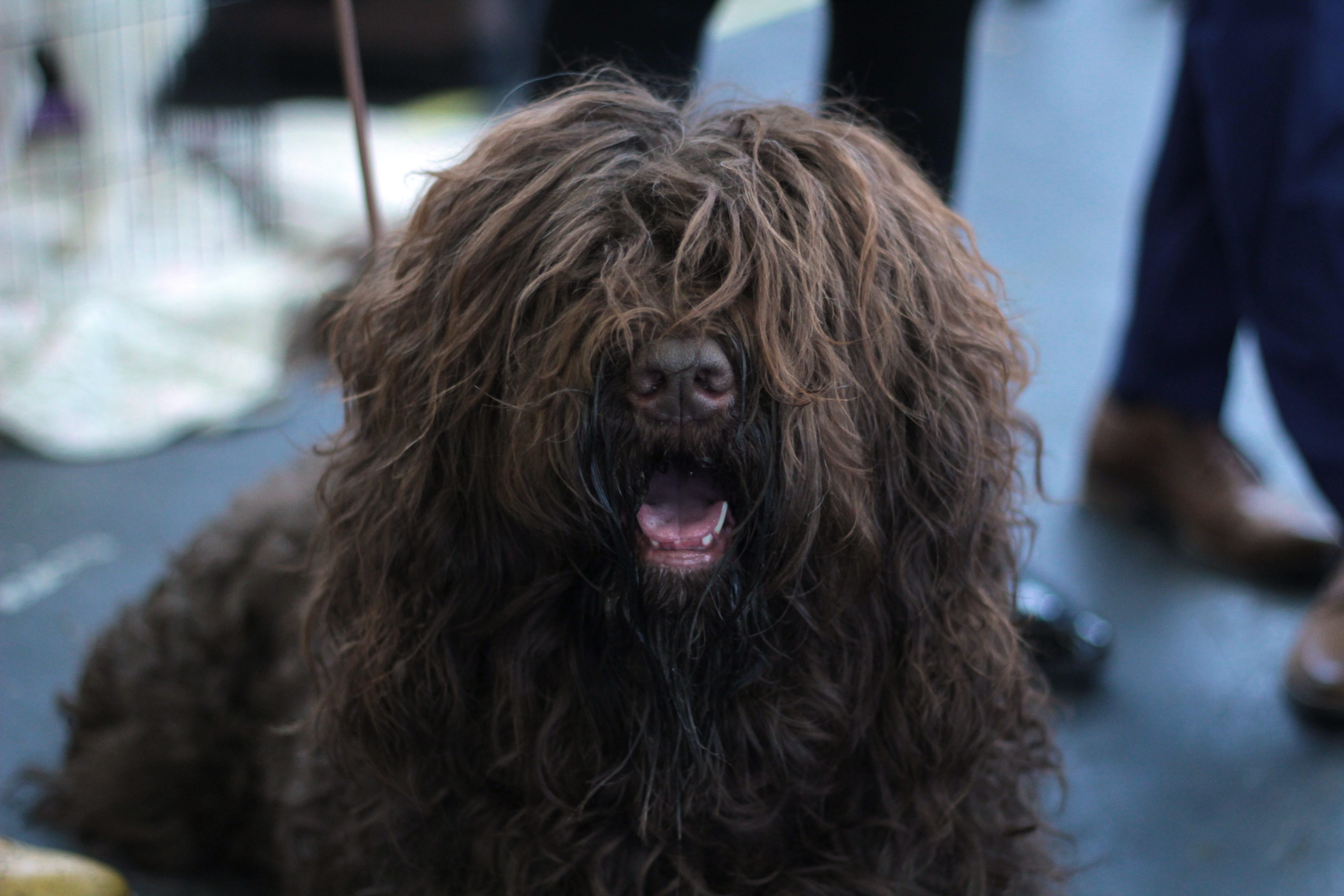 attentive, animal head, hairstyle, close-up, remote access, barbet, canine, dogshow, animal body part, one animal, head, domestic animals, animal themes, HD Wallpaper