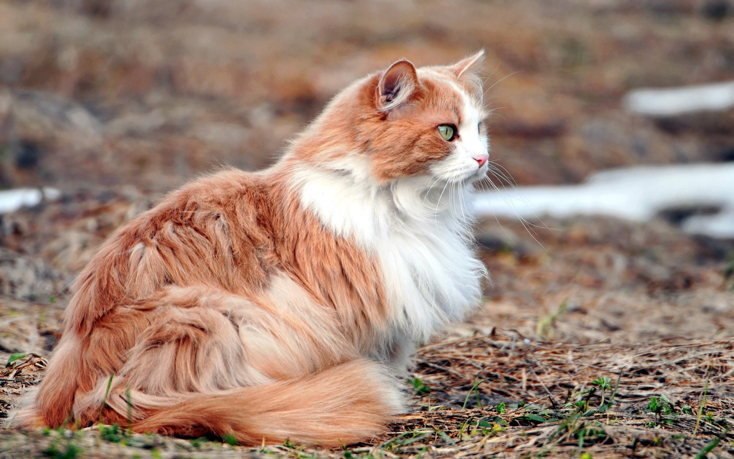 one Animal, hair, domestic, looking, looking away, fur, no people, hairstyle, domestic Cat, young Animal, fluffy, red, attention, focus on foreground, feline, HD Wallpaper