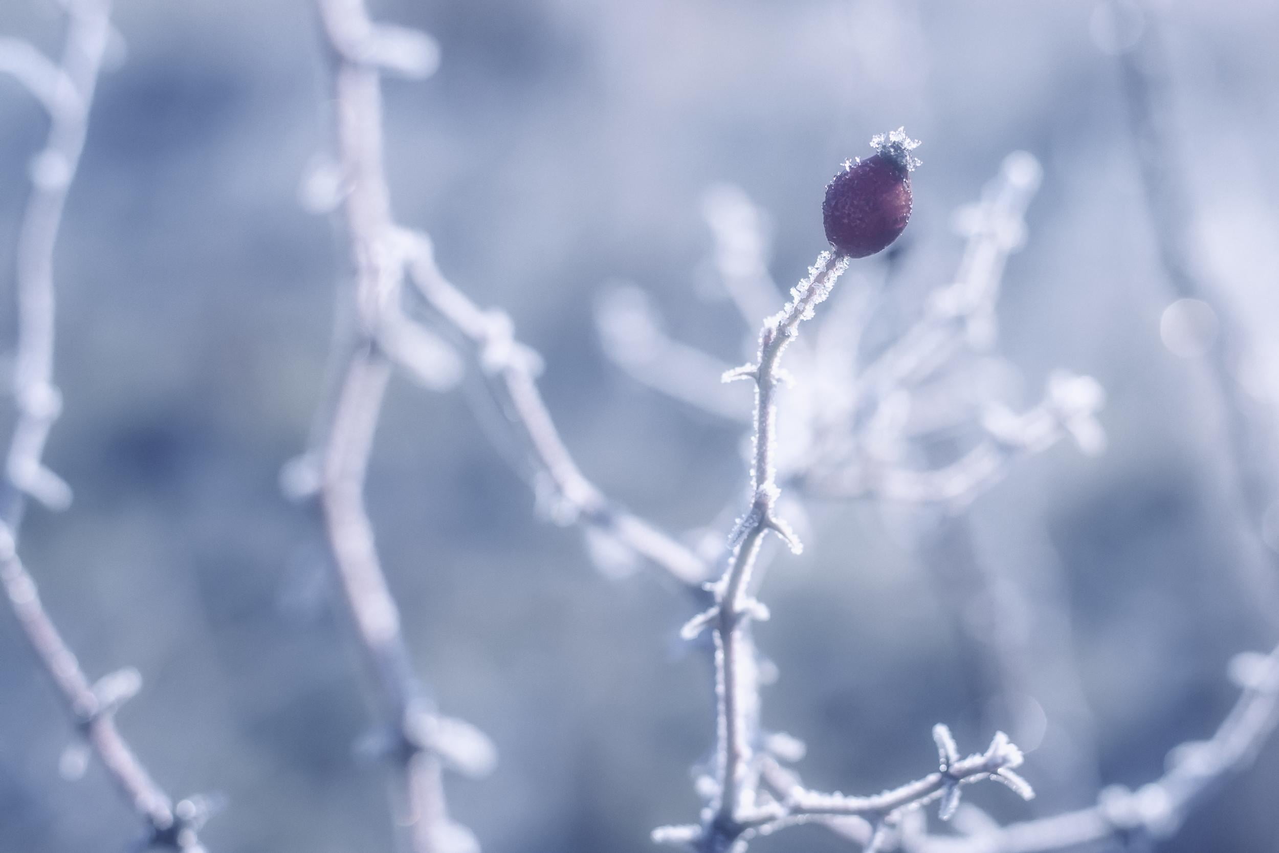 frost, MACRO, cold - Temperature, délicate, ice, close-up, NATURE, CLOSE UP, Ardèche, une, bud, attention, YANN, red, Europe, snow, frozen, winter, BLANC, HD Wallpaper