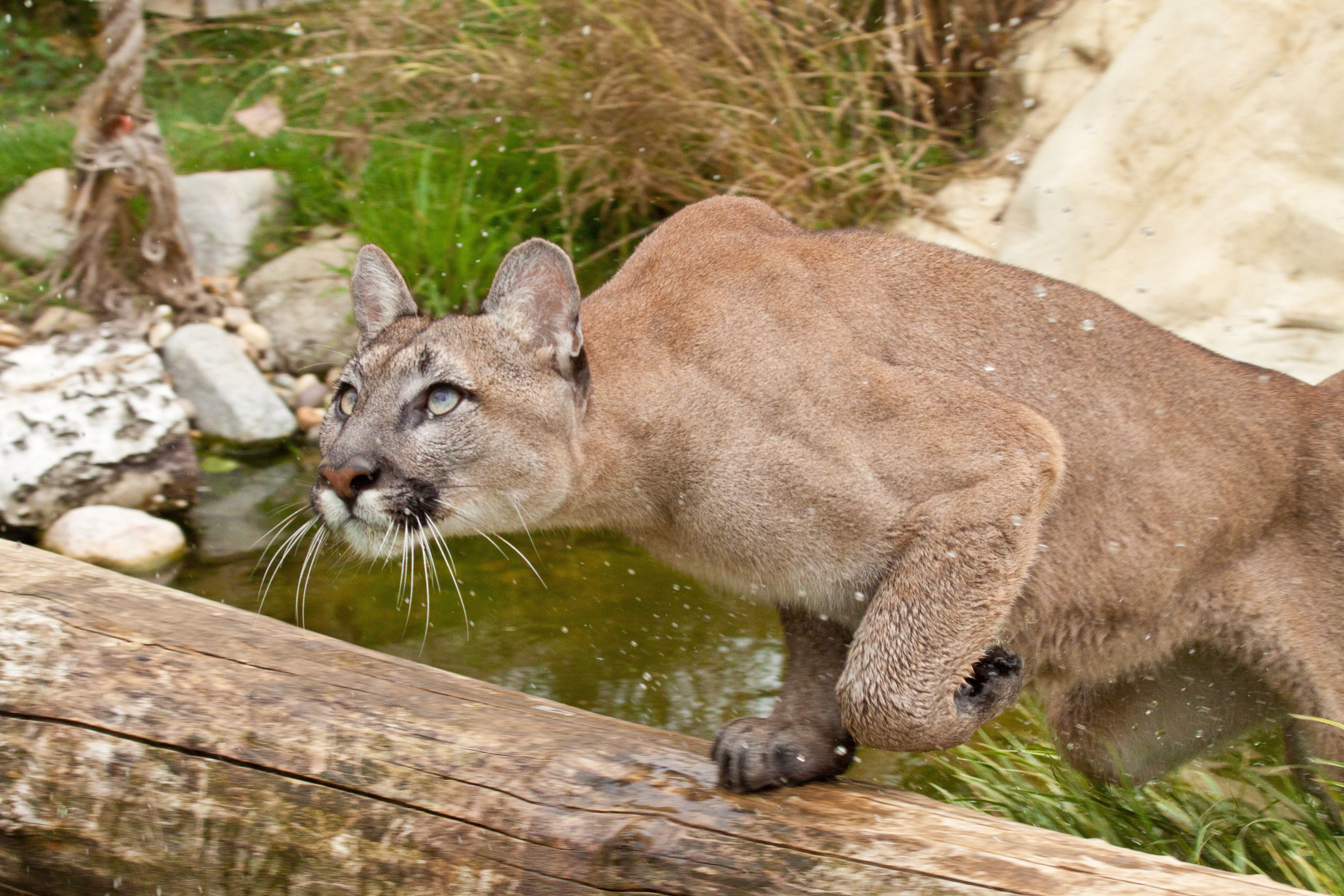 wood, focus on foreground, whisker, one Animal, portrait, outdoors, animals Hunting, wilderness Area, 4K, day, fur, cougar, adult, attention, vertebrate, HD Wallpaper