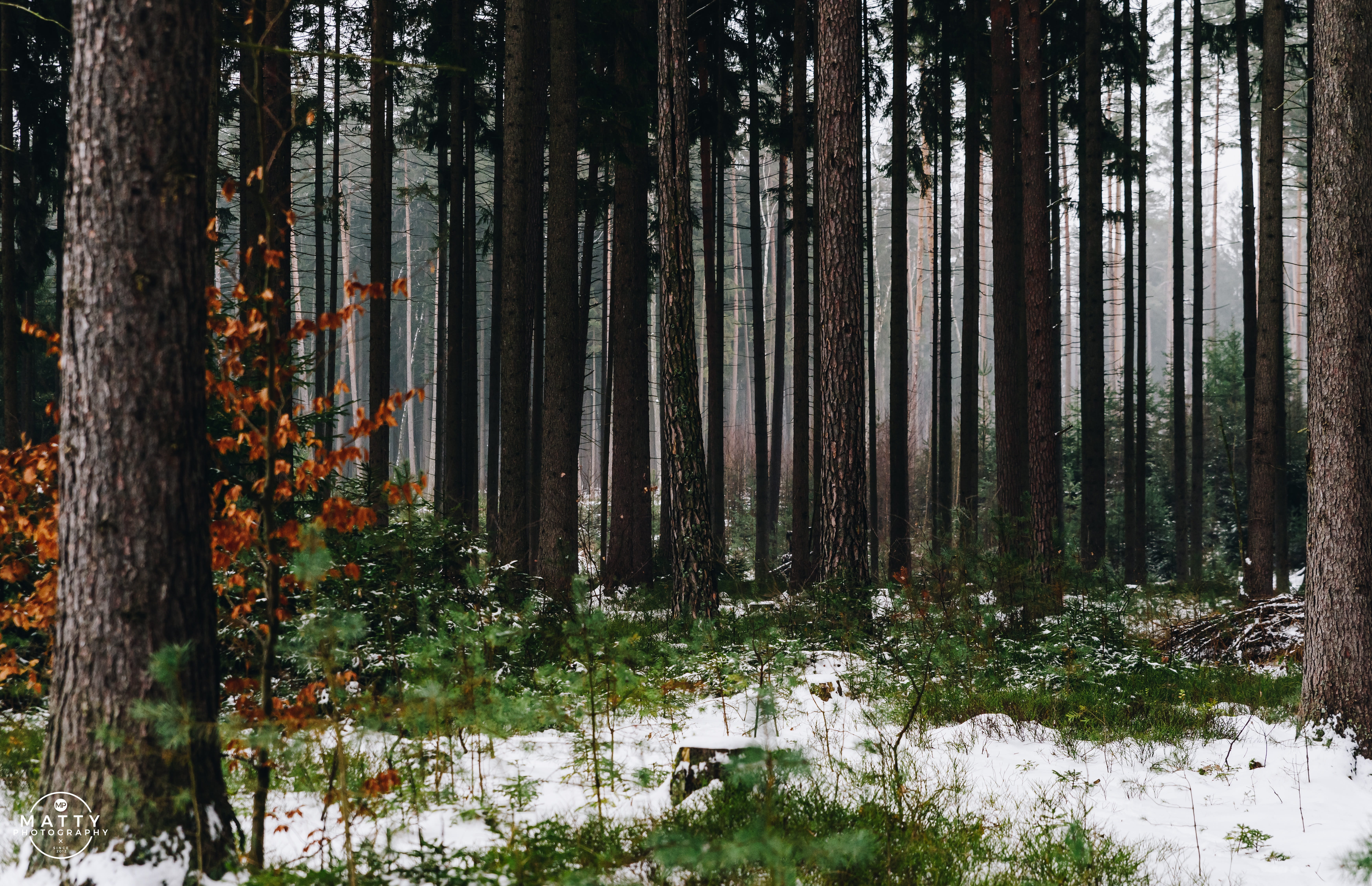 atmospheric, dramatic, nature, day, tree, lighting, forest, no people, moody landscape, tranquil scene, misty, morning, grass, outdoors, woods, growth, HD Wallpaper