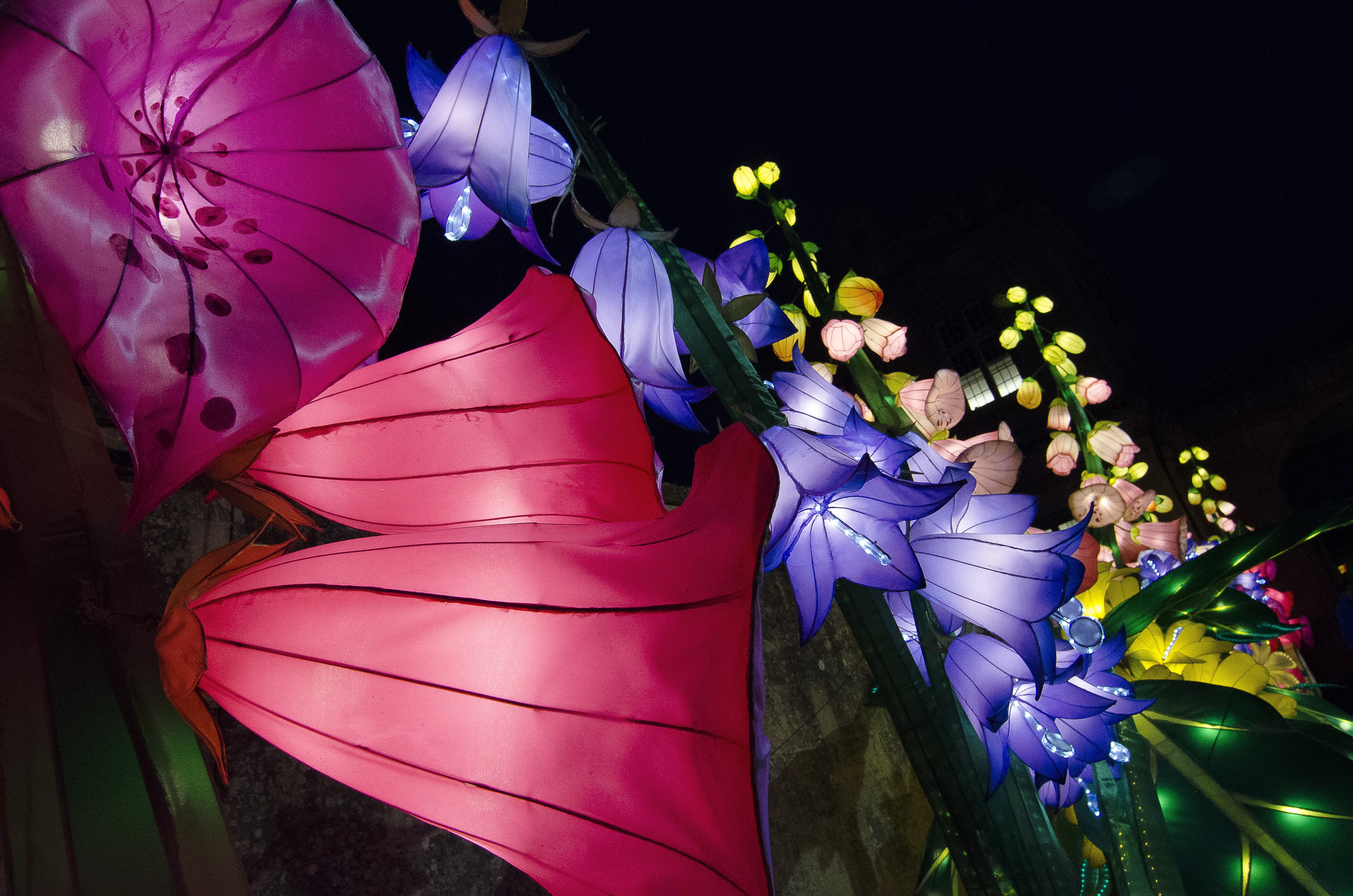 red, festival, beauty in nature, no people, close-up, flower head, plant, indoors, freshness, purple, night, illuminated, fragility, flower arrangement, HD Wallpaper