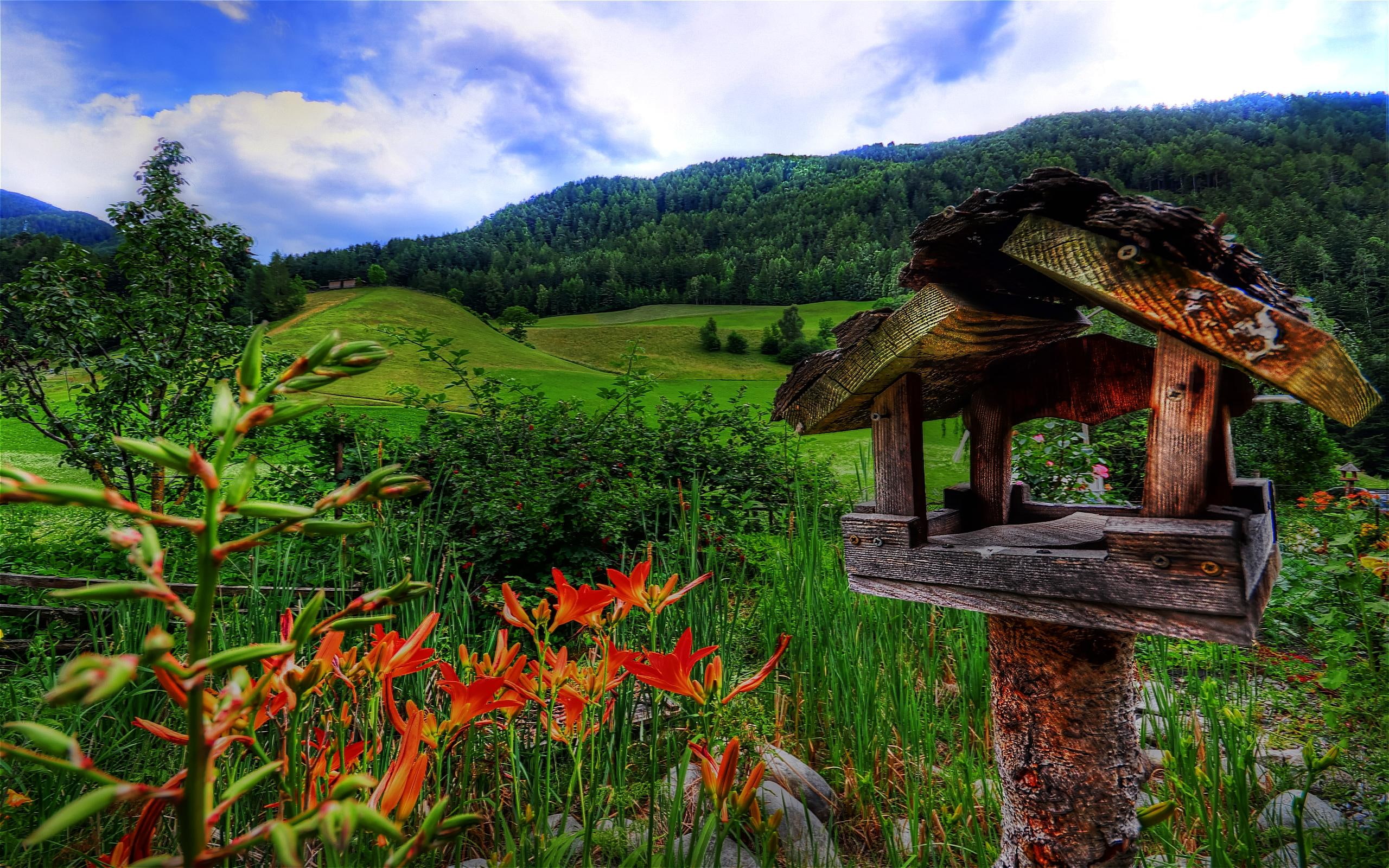 3d and abstract, pretty, beautiful, bird house, 2K, lush, empty, vacancy, wildflowers, green, HD Wallpaper