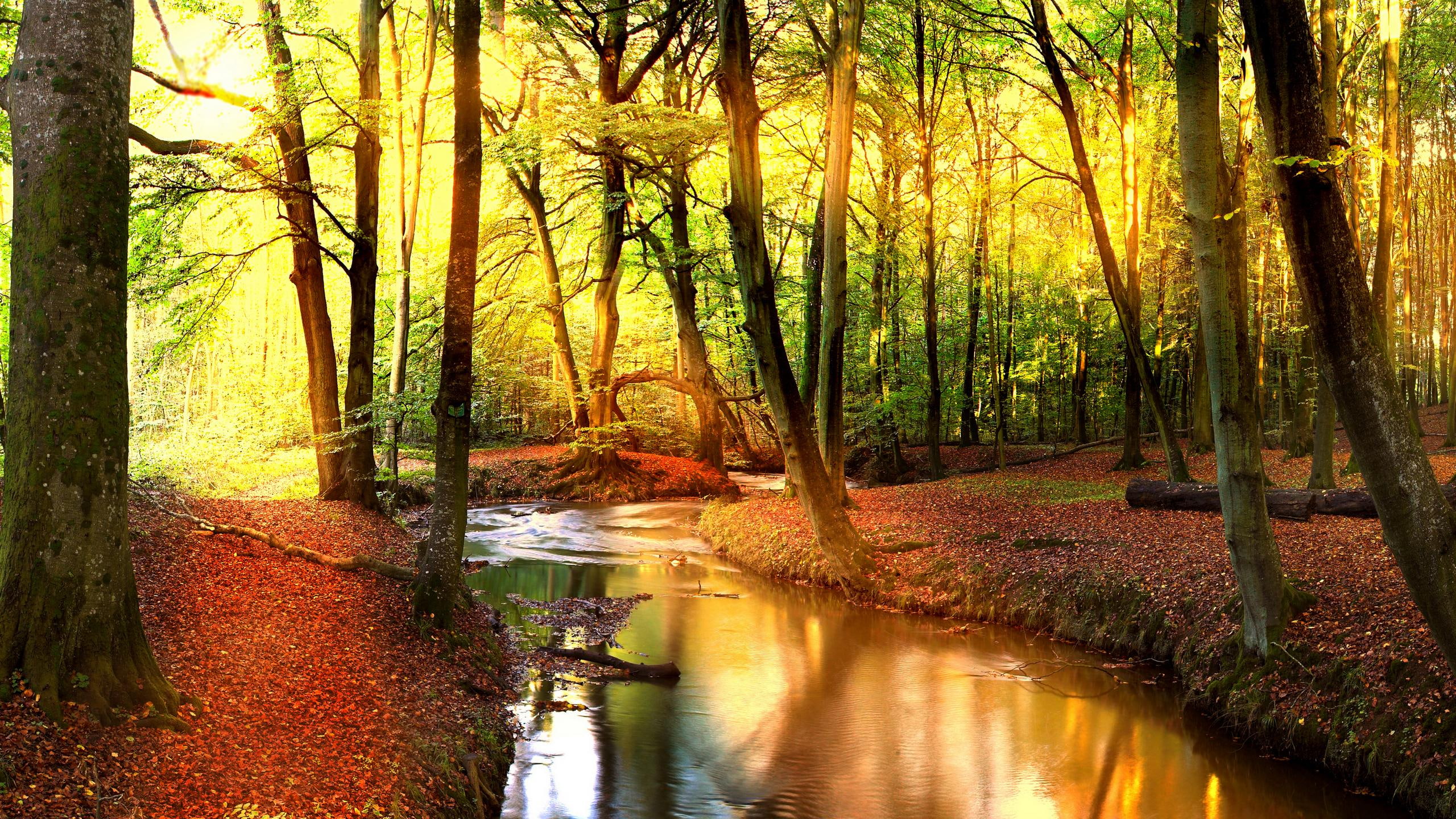 shimmering, autumn, reflective, 3d and abstract, 2K, beautiful, HD Wallpaper