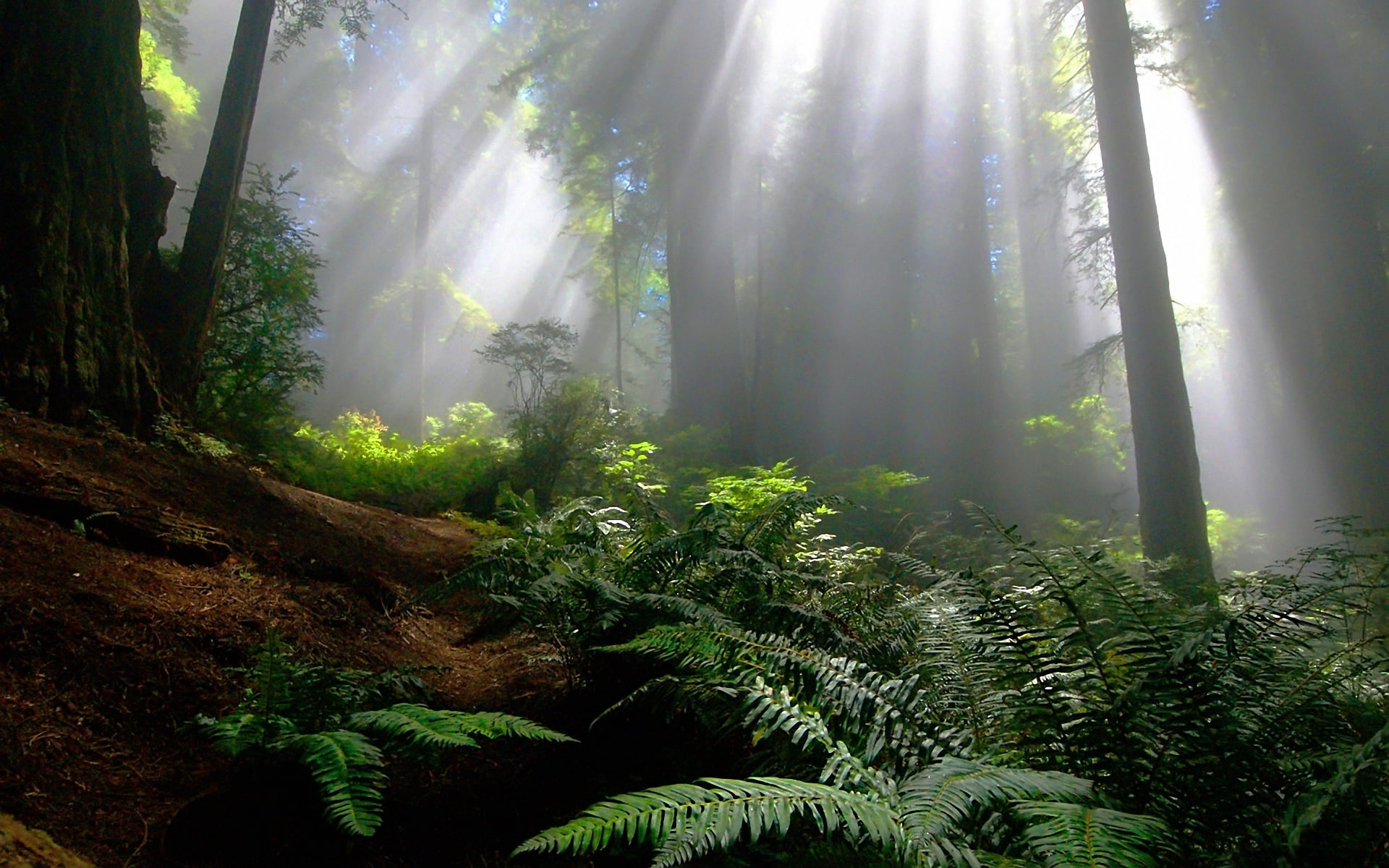 beauty In Nature, nature, wilderness Area, plant, tree trunk, green, non-urban scene, morning, sunbeam, landscape, rainforest, tree, 1080P, magic, moss, HD Wallpaper