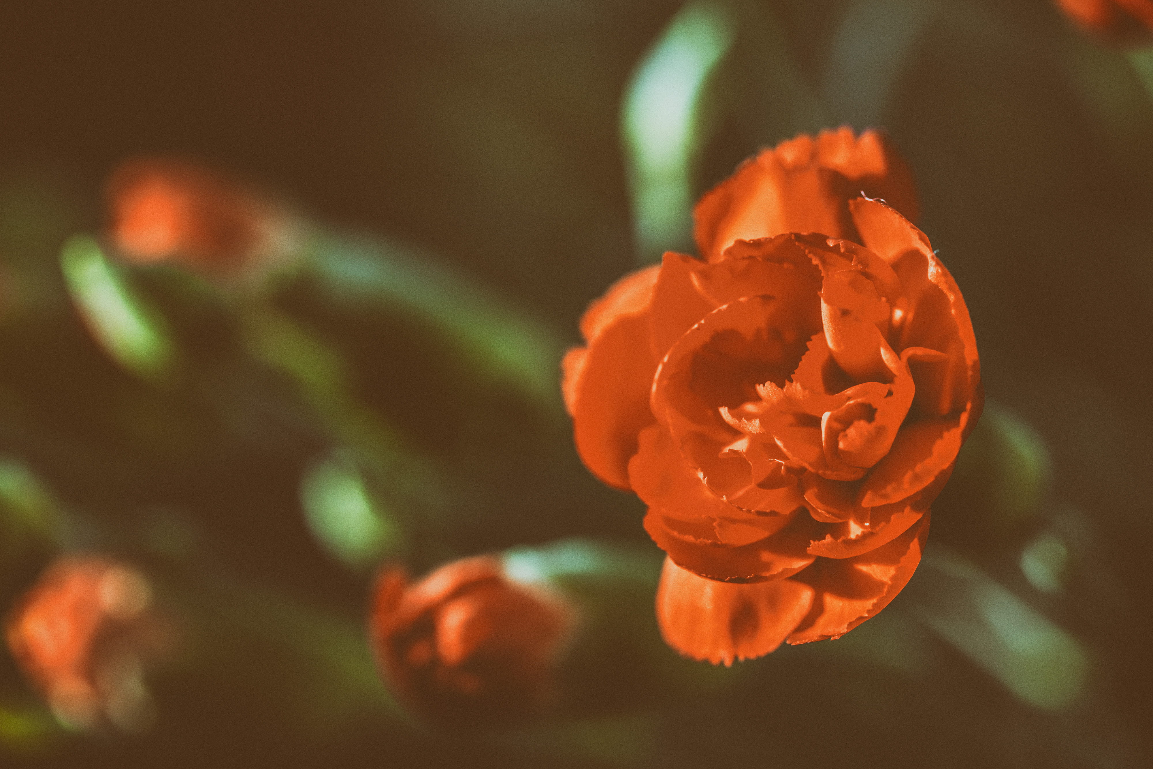 love, roses, focus on foreground, leaf, beauty In Nature, red, Close-up shot, captured, nature, 4K, outdoors, shot, close, England, selective focus, natural, HD Wallpaper