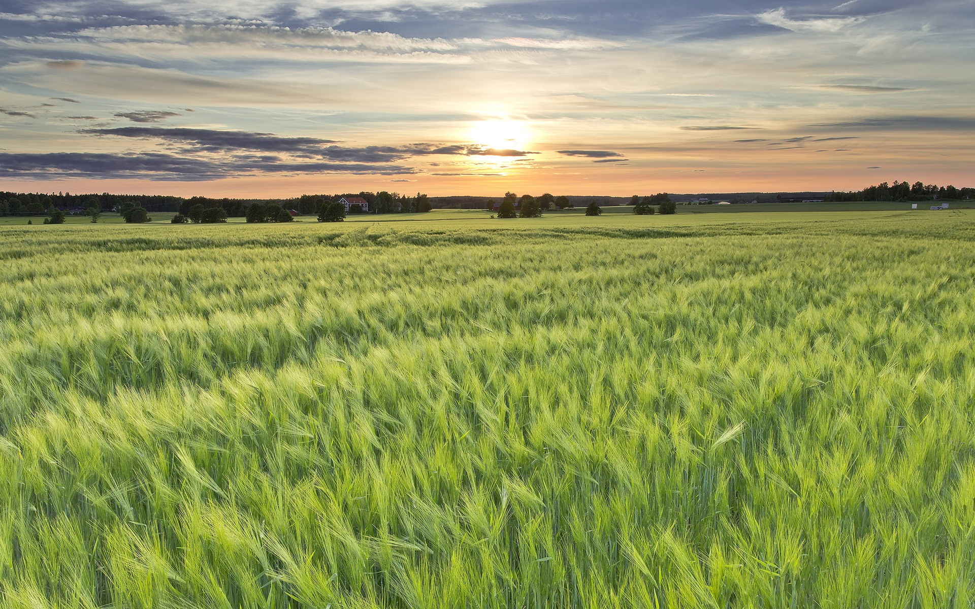 1080P, Evening, Sweden, field, Sun, grass, green, Barley, Fields, Sunset, HD Wallpaper