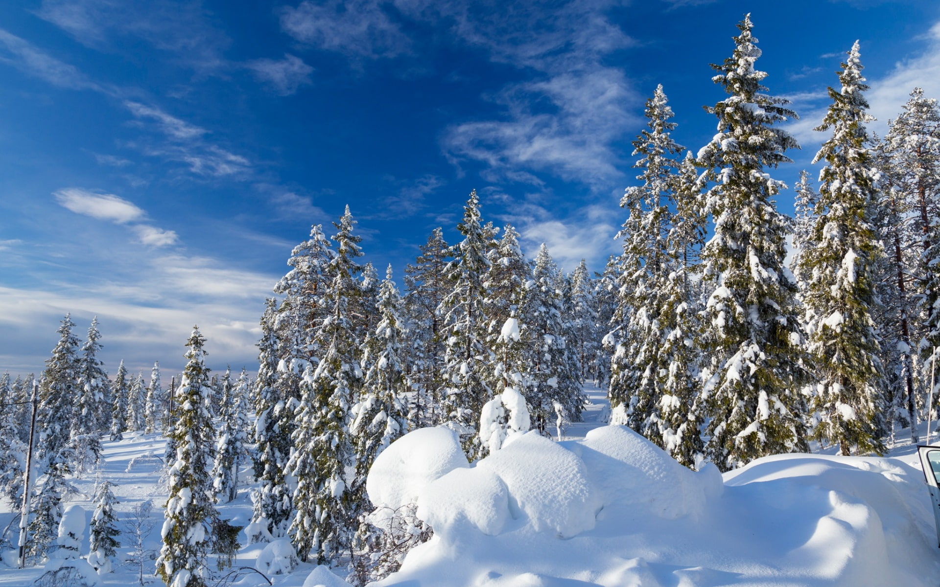 tranquility, tree, beauty in nature, coniferous tree, snow, cold temperature, winter, scenics - nature, trees, white, day, sunlight, tranquil scene, blue, HD Wallpaper