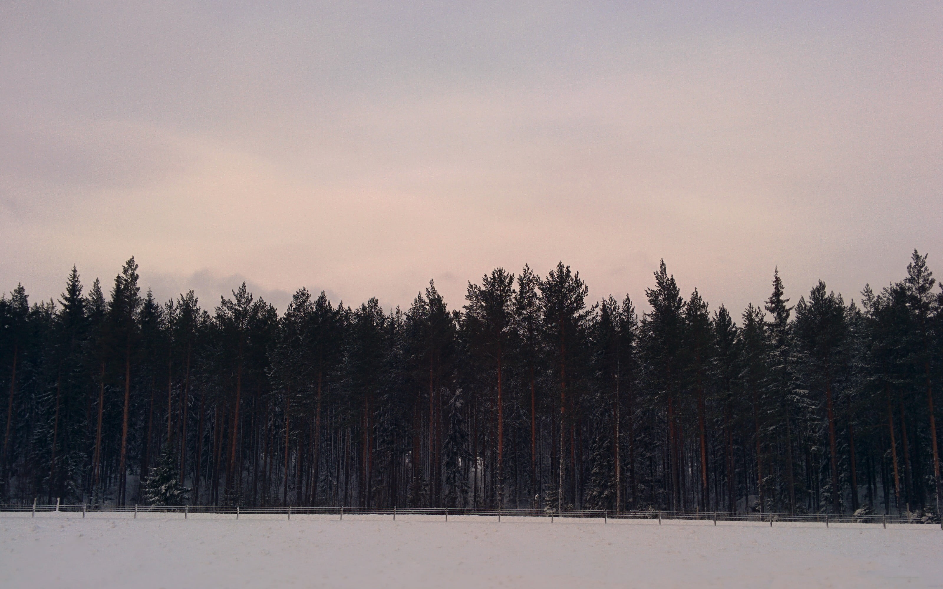 tranquility, winter, pine woodland, beauty in nature, Sundvall, environment, nature, tree, Sweden, coniferous tree, snow, non-urban scene, tranquil scene, HD Wallpaper
