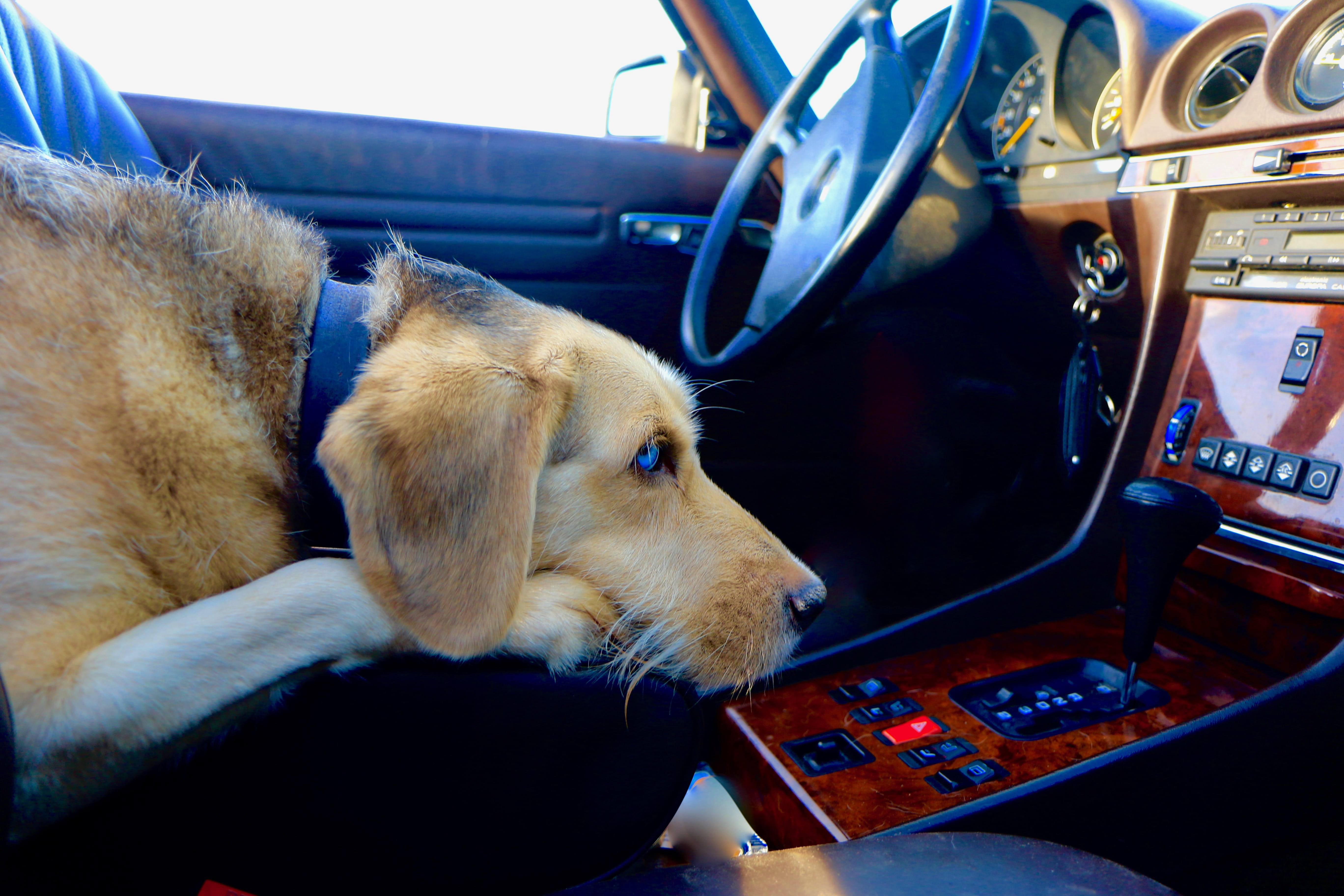 puppy, motor vehicle, vertebrate, 5K, car, animal themes, animal head, domestic, catalonia, vehicle interior, steering wheel, cute, retro, land vehicle, HD Wallpaper