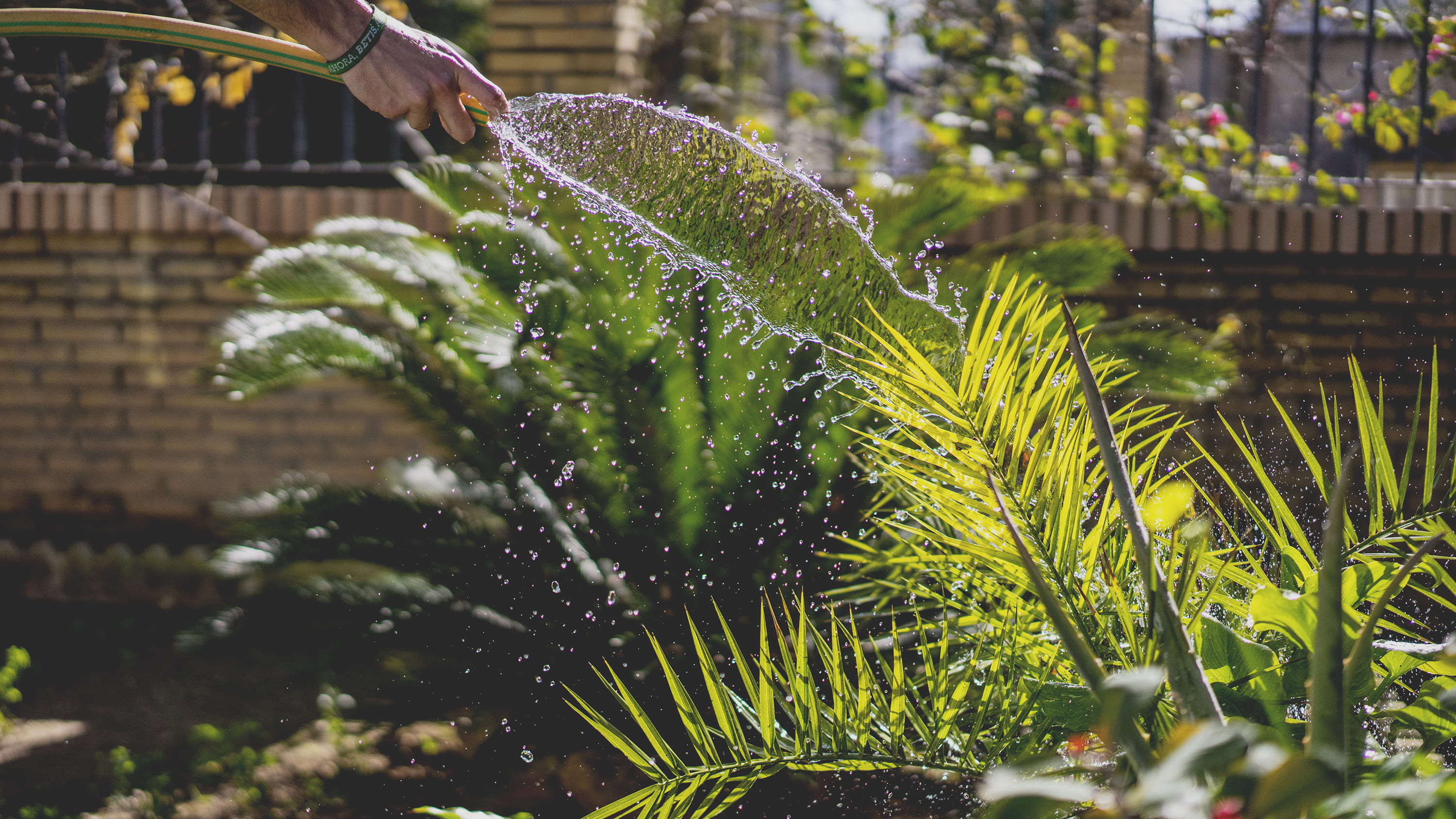 garden, wet, growth, beauty in nature, gardening, motion, daytime, focus on foreground, 2K, green color, selective focus, day, plant part, outdoors, hosepipe, HD Wallpaper