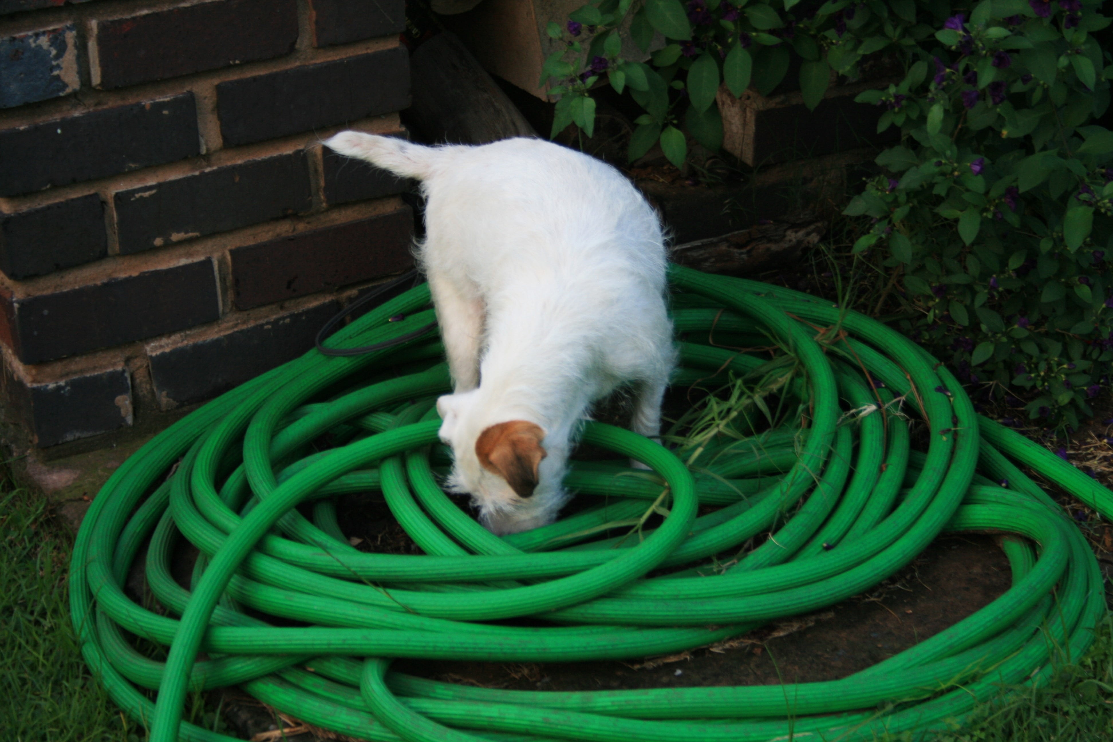 tangled, plant, vertebrate, cat, green, parsons jack russell, domestic, white color, front or back yard, white dog, animal, animal themes, mammal, day, HD Wallpaper