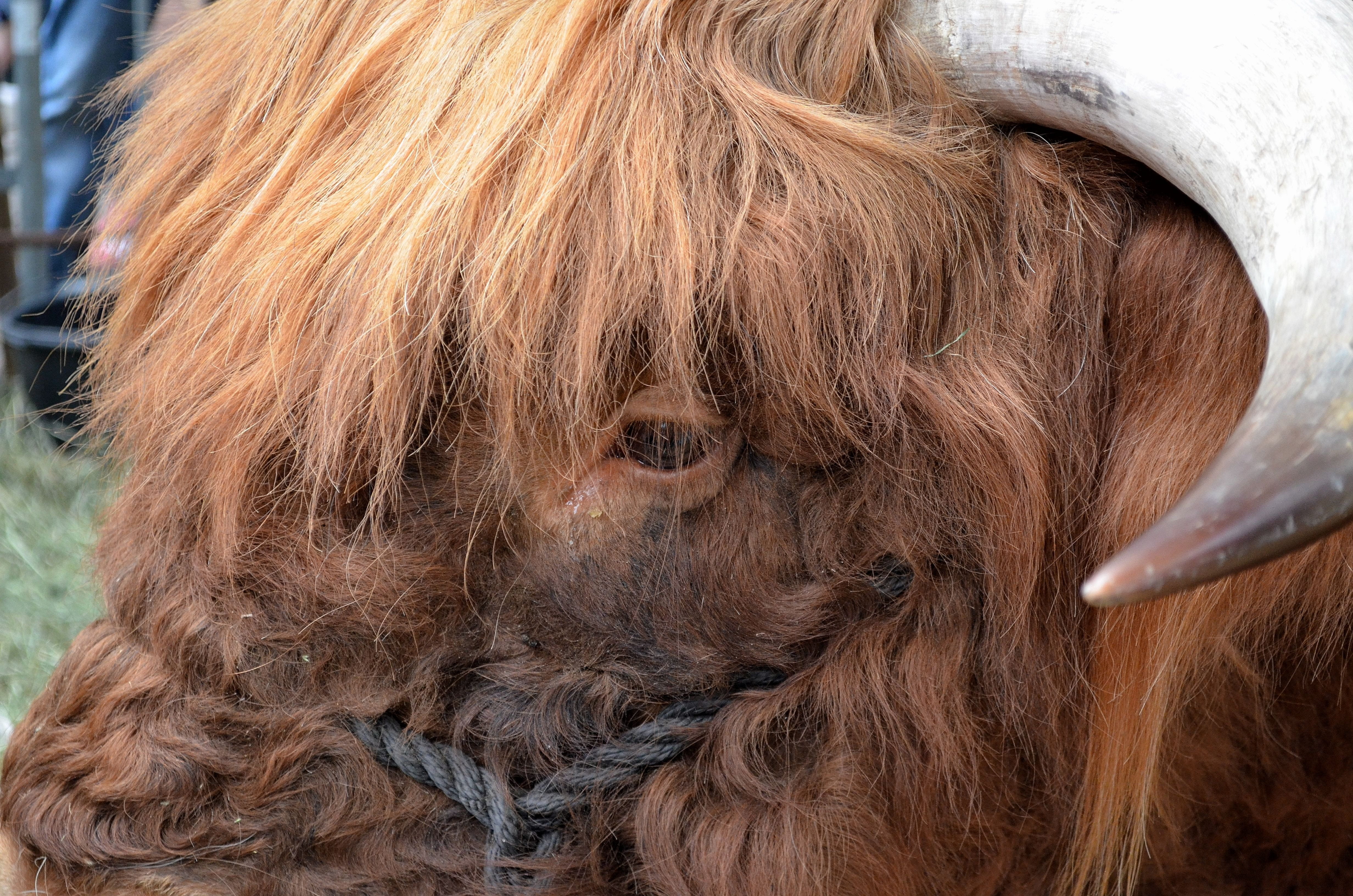 hair, close-up, brown, galloway, hairstyle, domestic, cow, straight hair, fur, scottish, animal hair, herbivorous, livestock, mammal, agriculture, highland beef, HD Wallpaper