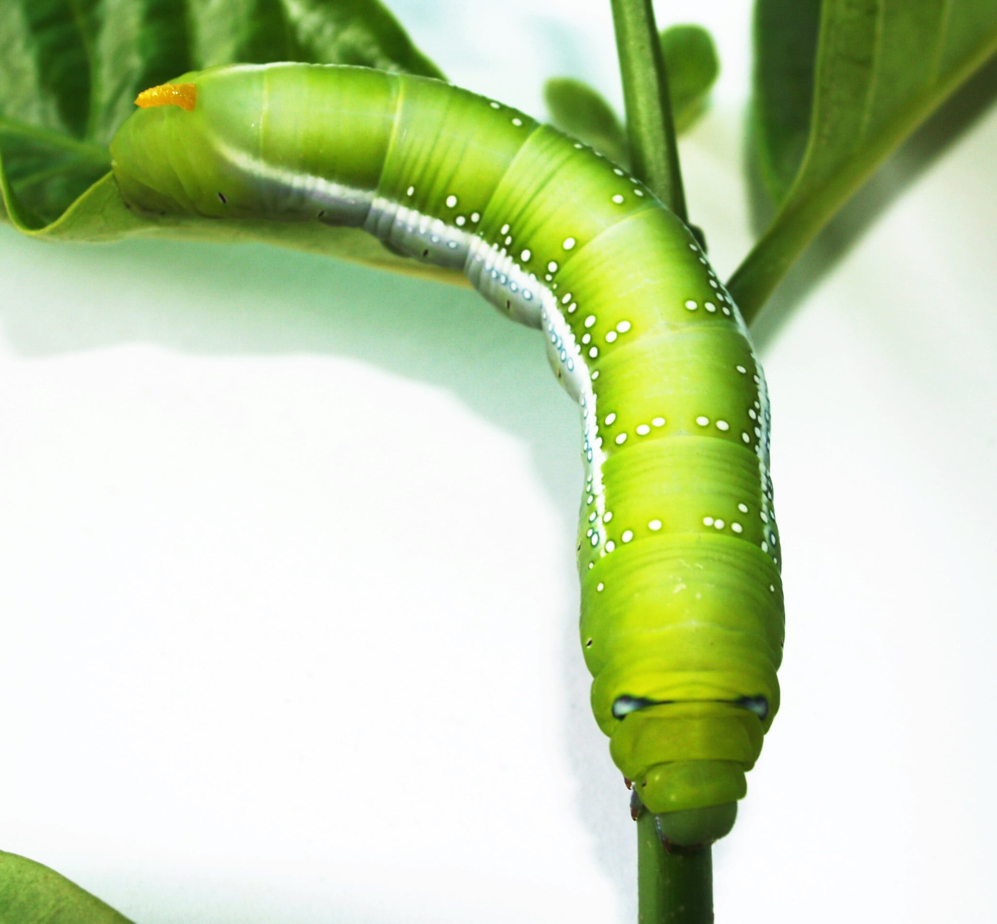 pest, green Color, beauty in nature, wet, nature, focus on foreground, animal, freshness, insect, outdoors, plant, plant part, eating, food and drink, cute, HD Wallpaper