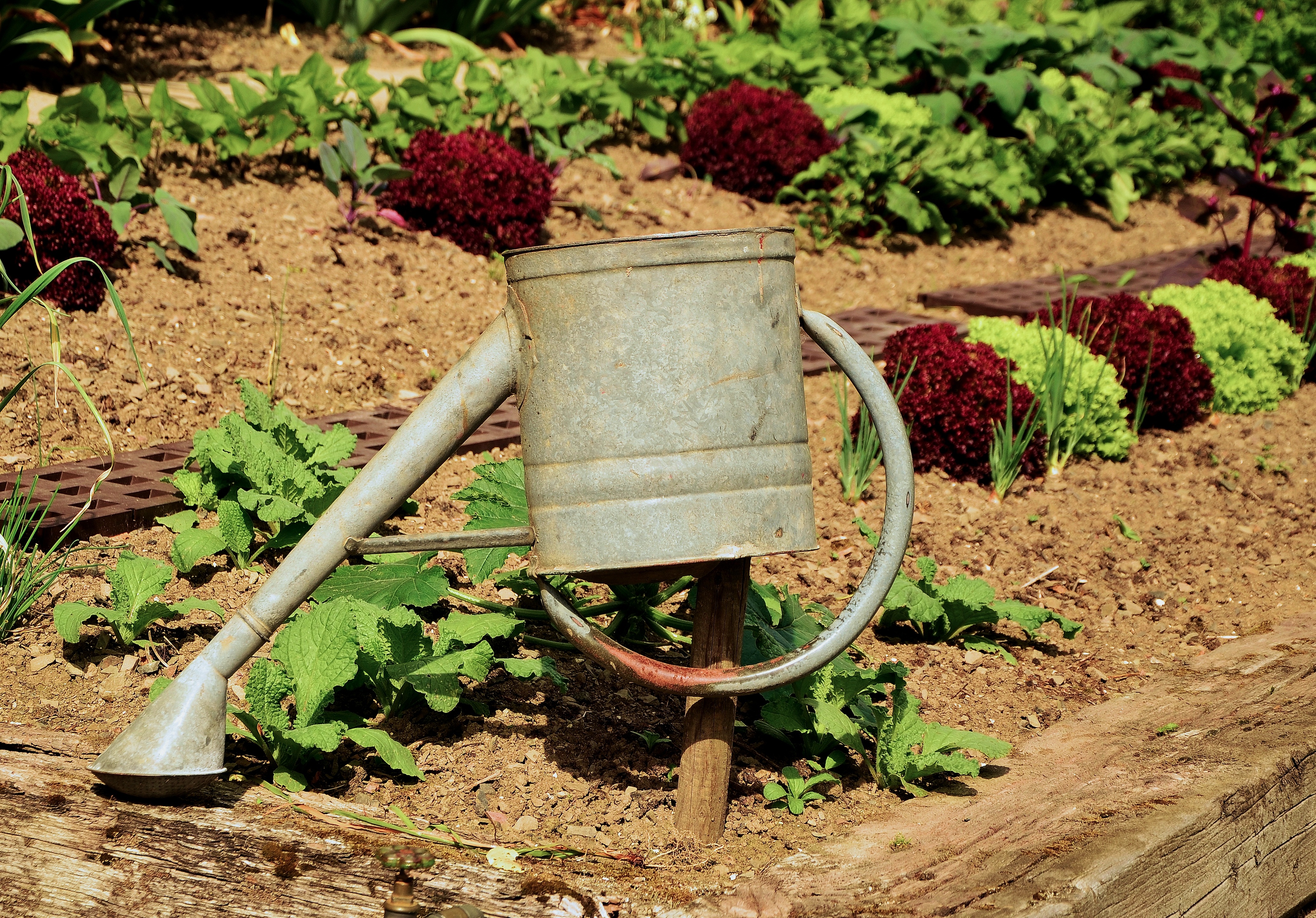 hanging, garden hose, brown, outdoors, green, 4K, harvest, irrigation, crop, gardener, casting, equipment, agriculture, no people, still life, eat, leaf, HD Wallpaper