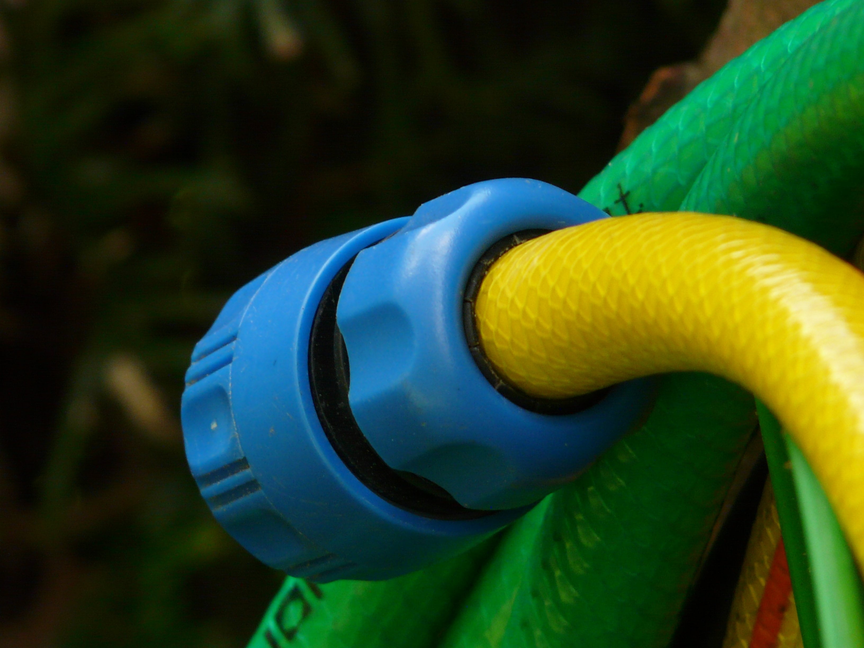 nature, plant, blue, single object, animal themes, irrigation, extreme close-up, day, forest, outdoors, close-up, tree, hose, focus on foreground, poisonous, HD Wallpaper