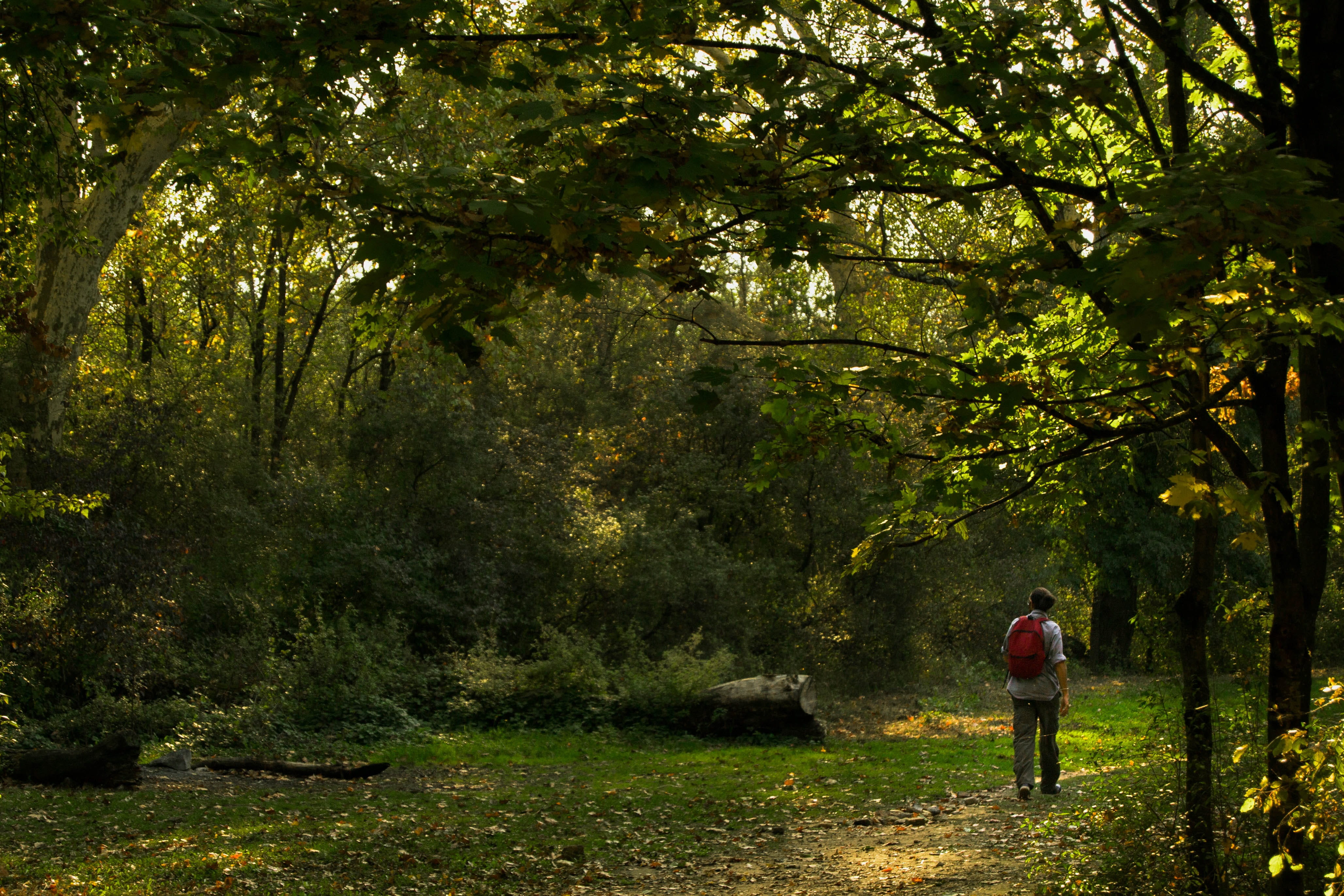 beauty in nature, woodland, nature, standing, feyssine, real people, land, 4K, landscape, leisure activity, tree, green color, full length, forest, lifestyles, HD Wallpaper