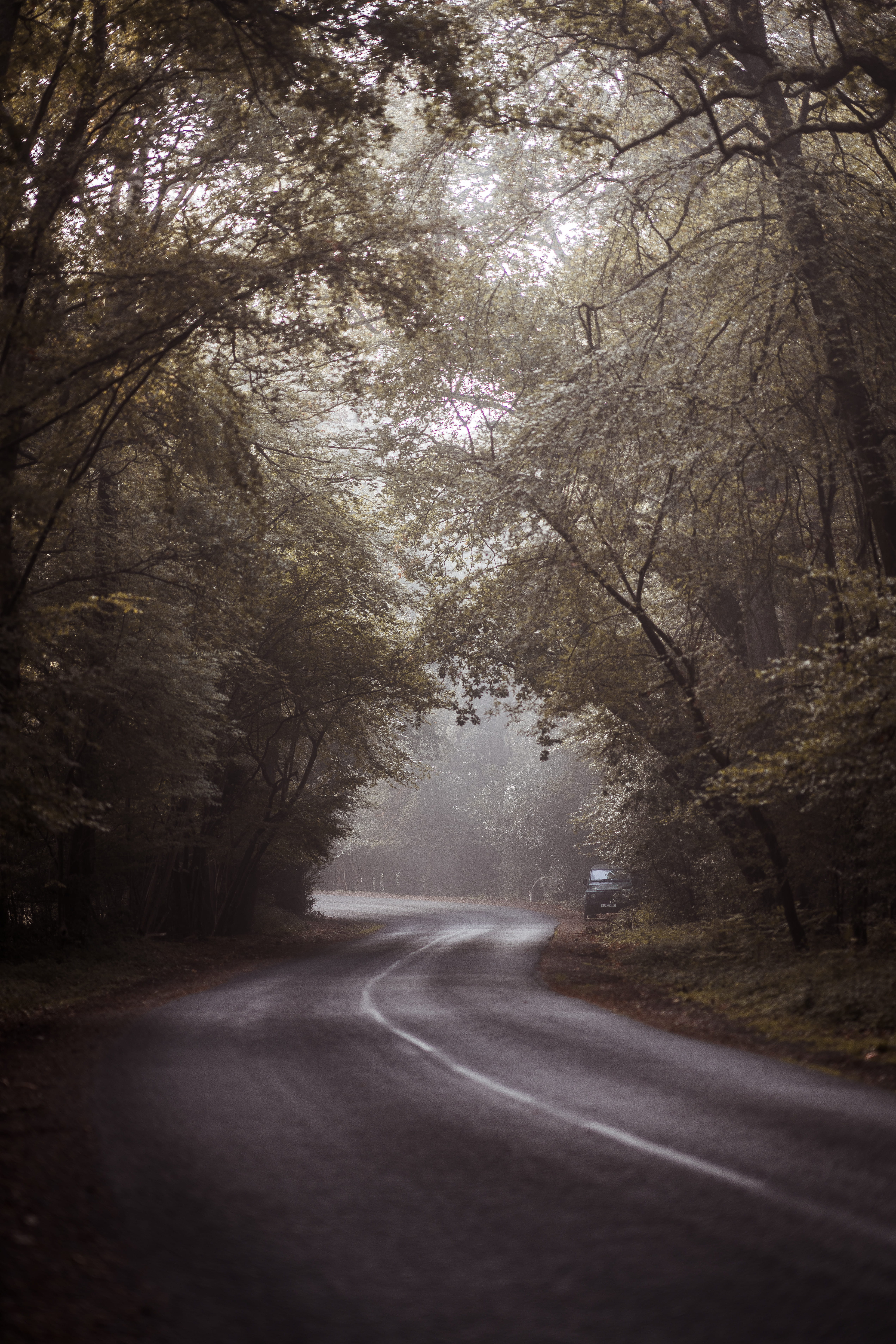 tree, way, forest, non-Urban Scene, gray, road, autumn, country, time, season, no People, bend, weather, wood, country Road, day, nature, driving, landscape, Phone HD Wallpaper