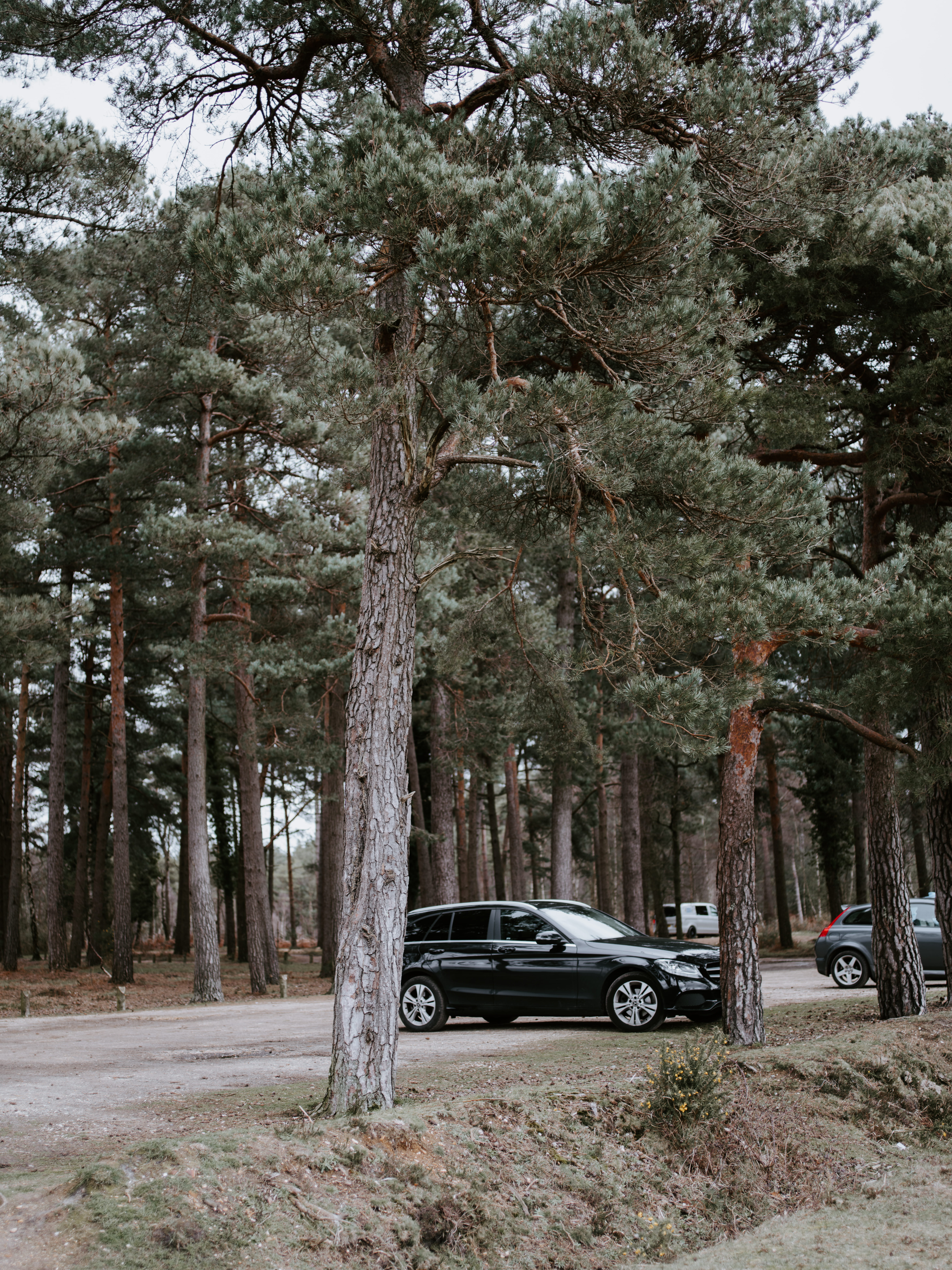 vehicle, conifer, trees, mode of transportation, black, car, nature, beside, abies, transportation, tire, day, car wheel, land, no people, sports car, coupe, Phone HD Wallpaper
